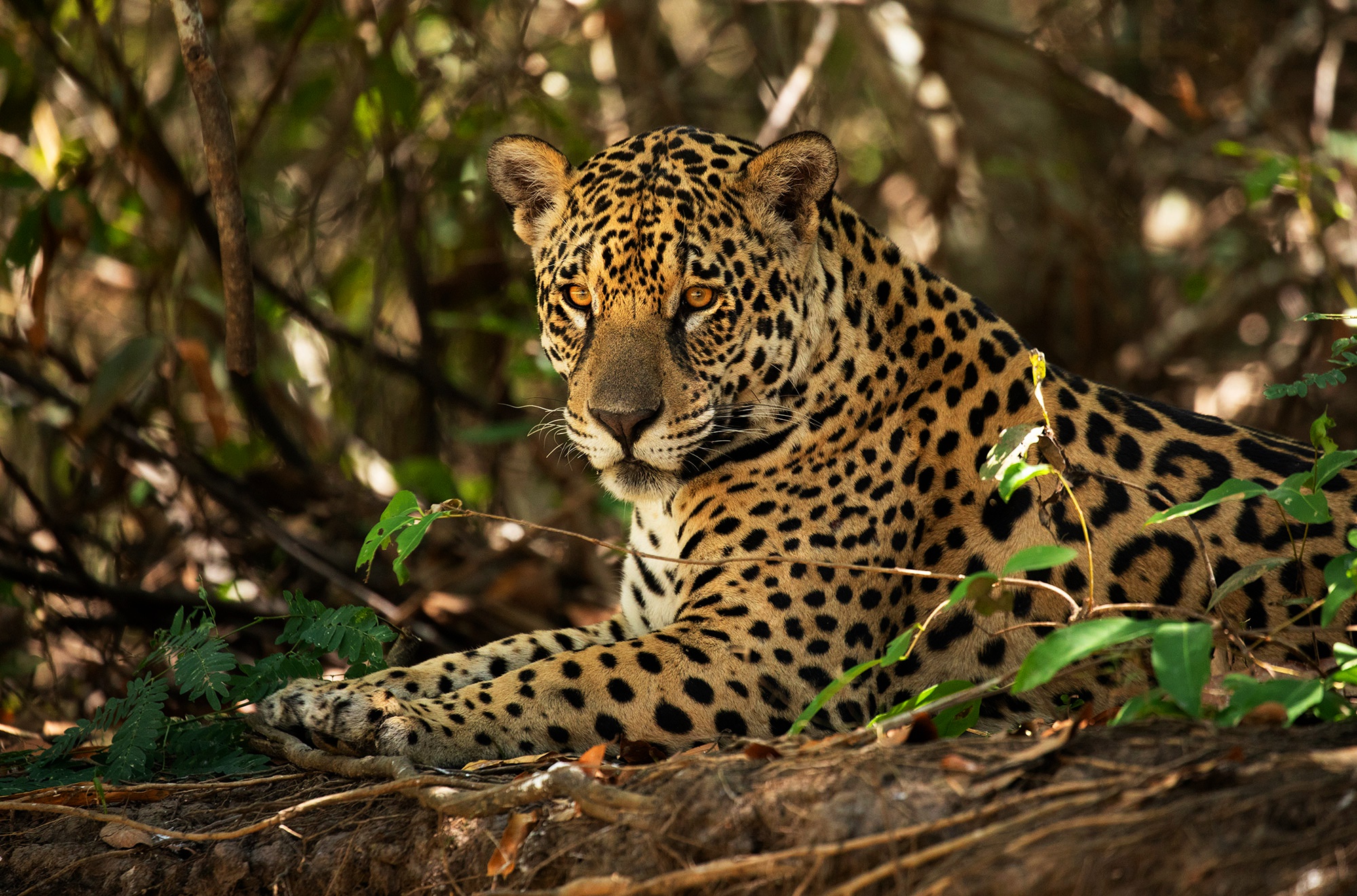 Big Cat Jaguar Wildlife Predator Animal 2000x1321