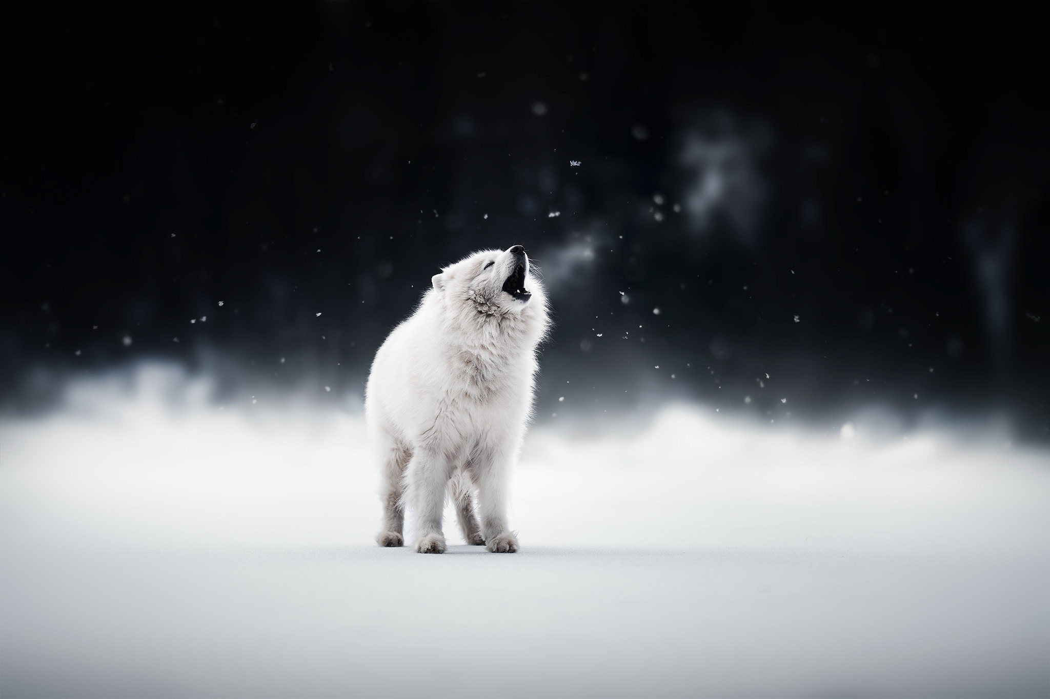 Dog Pet Puppy Samoyed Winter 2048x1363