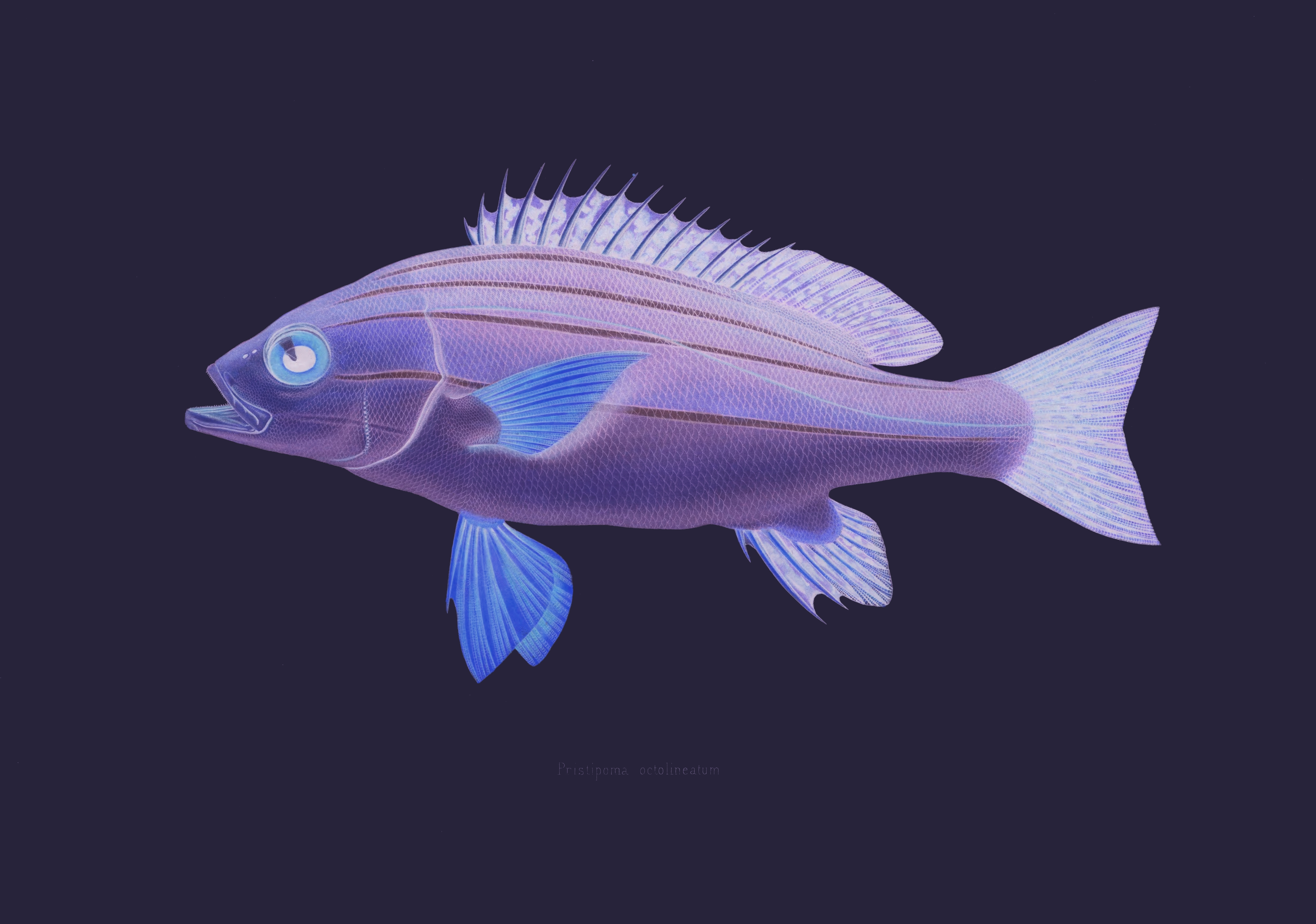 Fish Negative Purple Background Simple 4092x2872