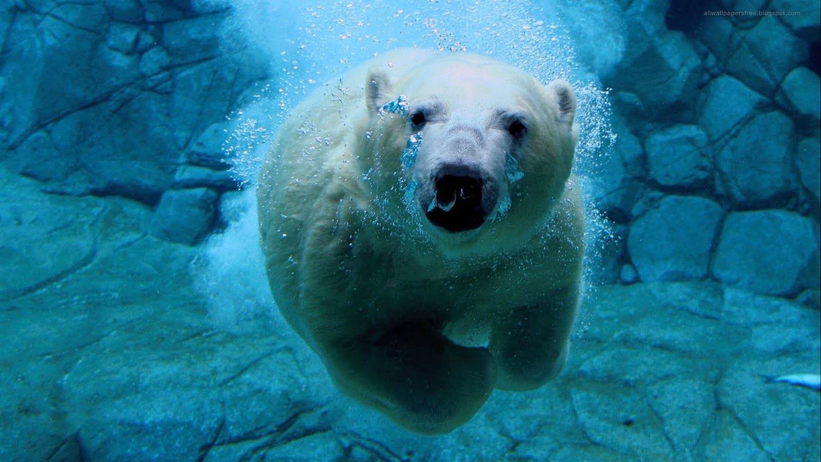 Desktopography Underwater Bears Polar Bears Animals Mammals Frontal View 1600x900