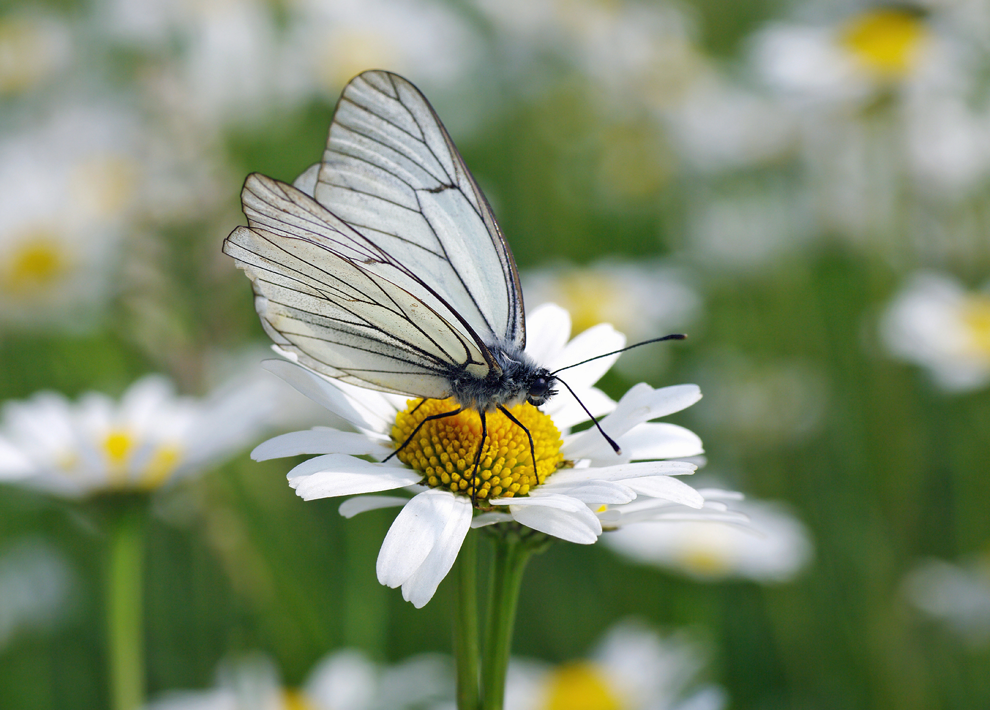 Animal Black Veined White Butterfly Daisy Flower Oxeye Daisy 2000x1436