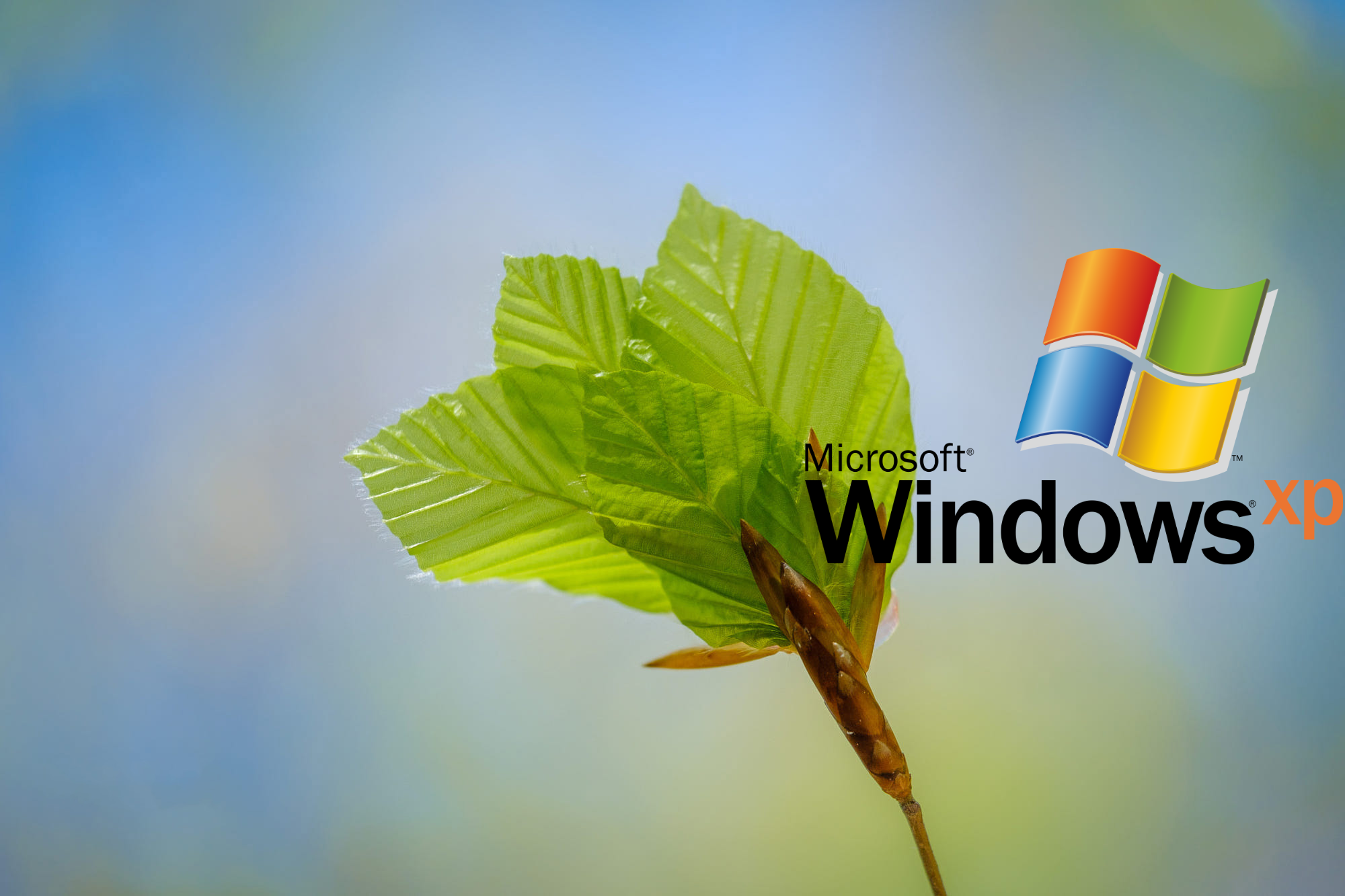 Macro Nature Logo Operating System Windows XP Microsoft Windows 2000x1333