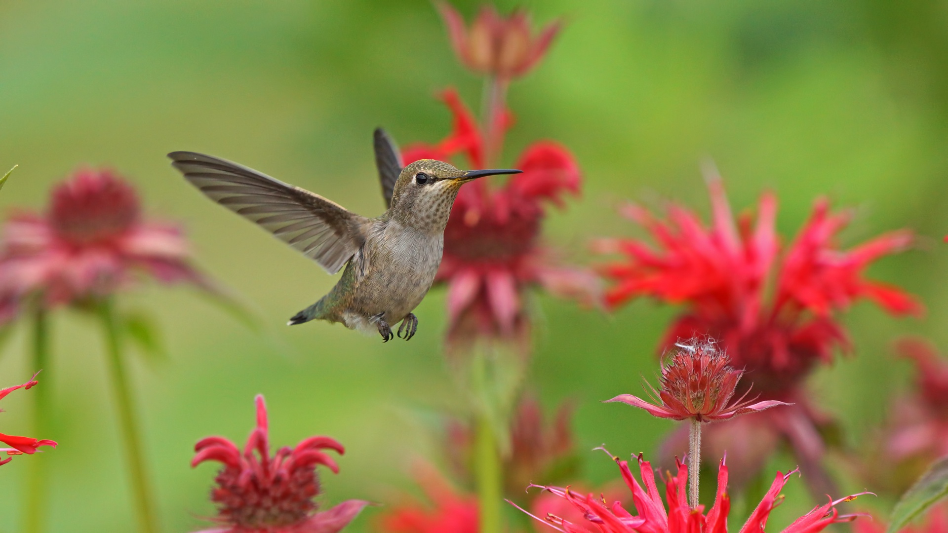 Bird Flower Hummingbird Wildlife 1920x1080