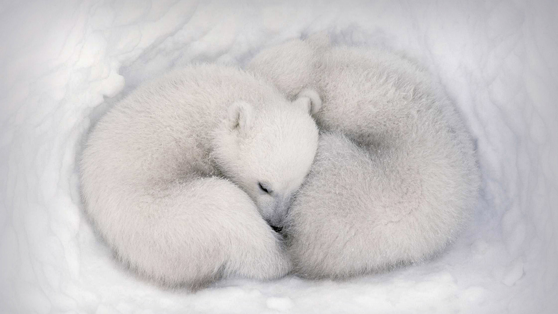 Nature Animals Polar Bears Bears Mammals Baby Animals 1920x1080
