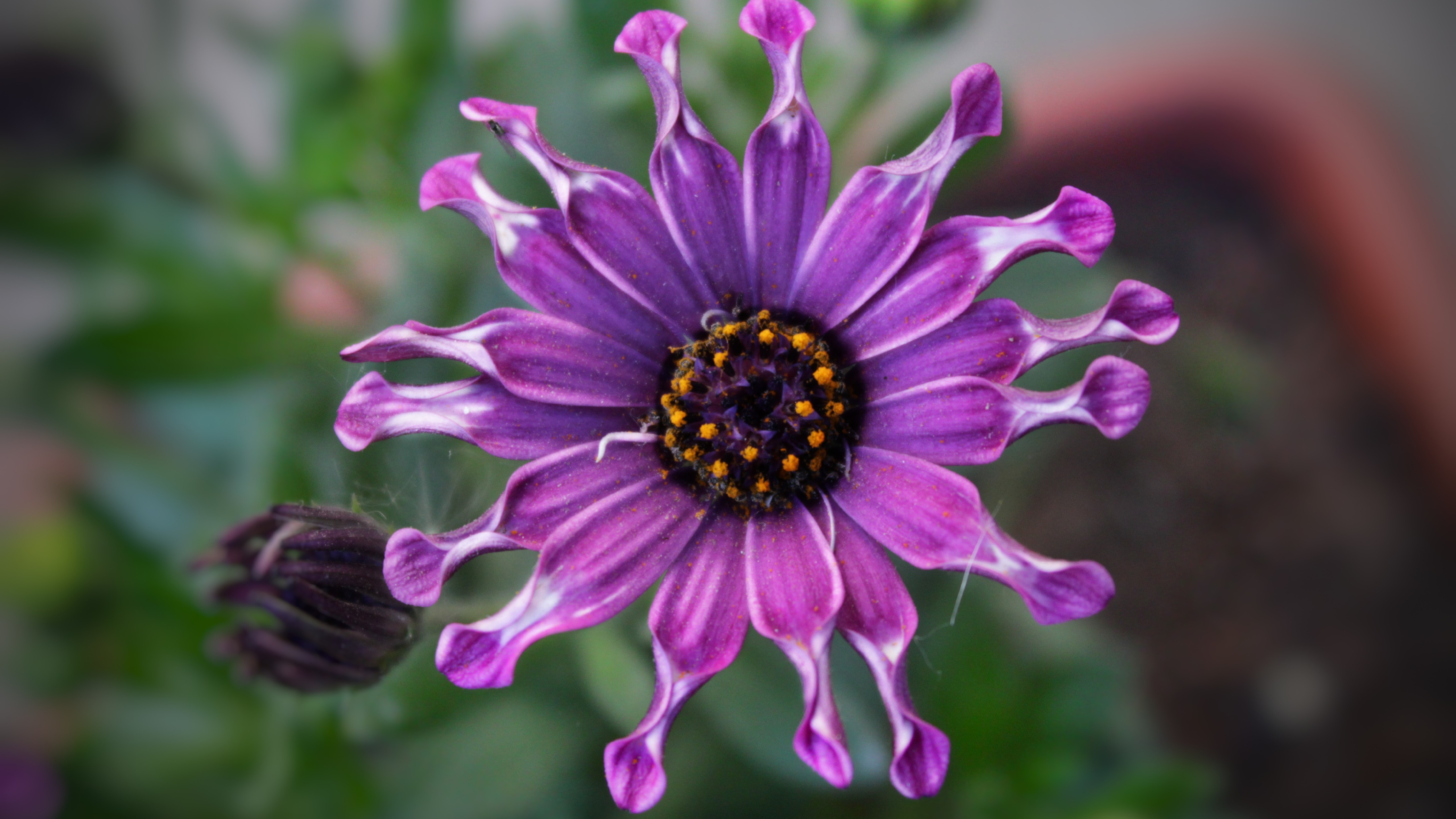 Daisy Flower Purple Flower 5120x2880