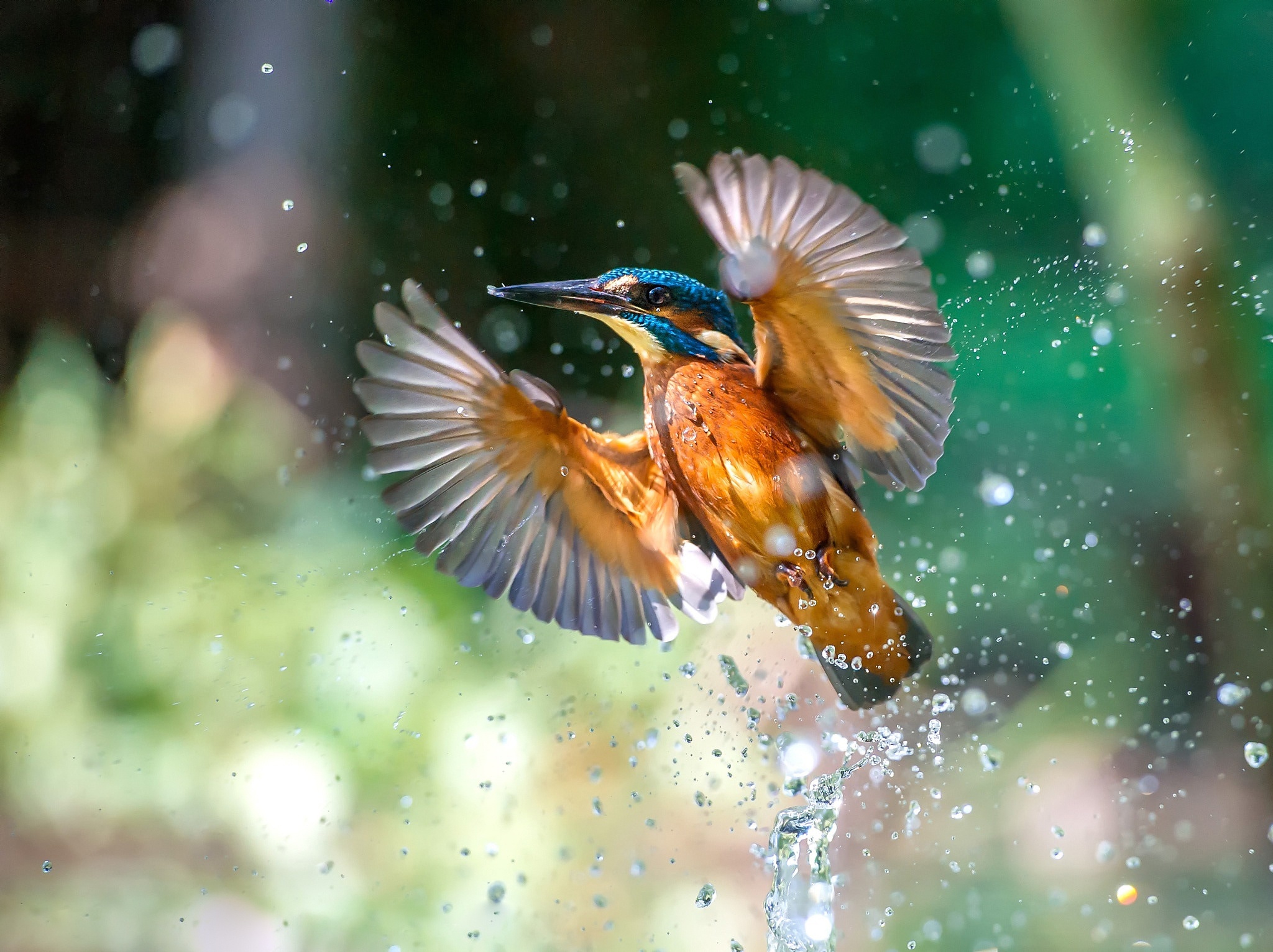 Animal Kingfisher 2048x1532