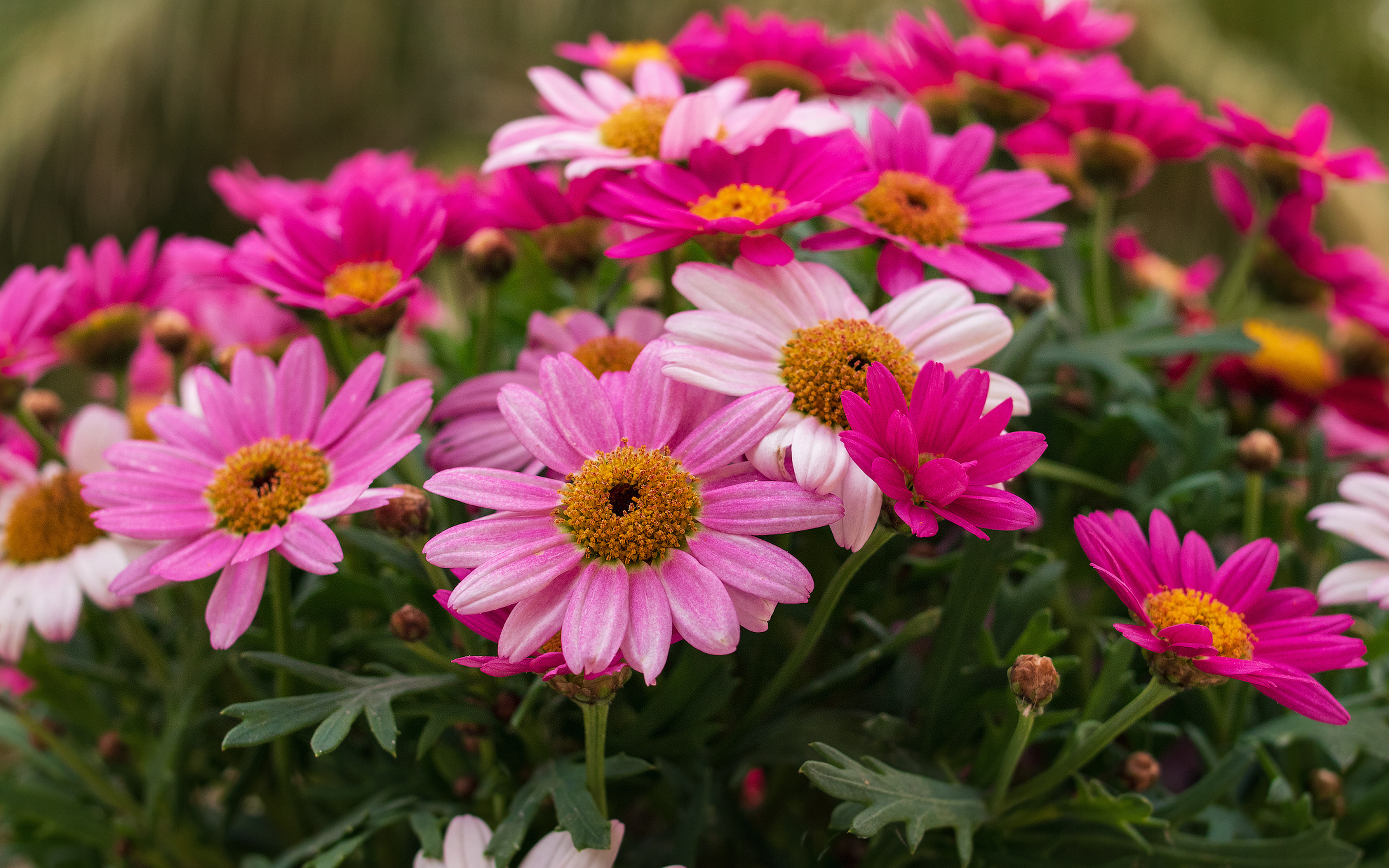 Daisy Earth Flower Pink Flower 3840x2400