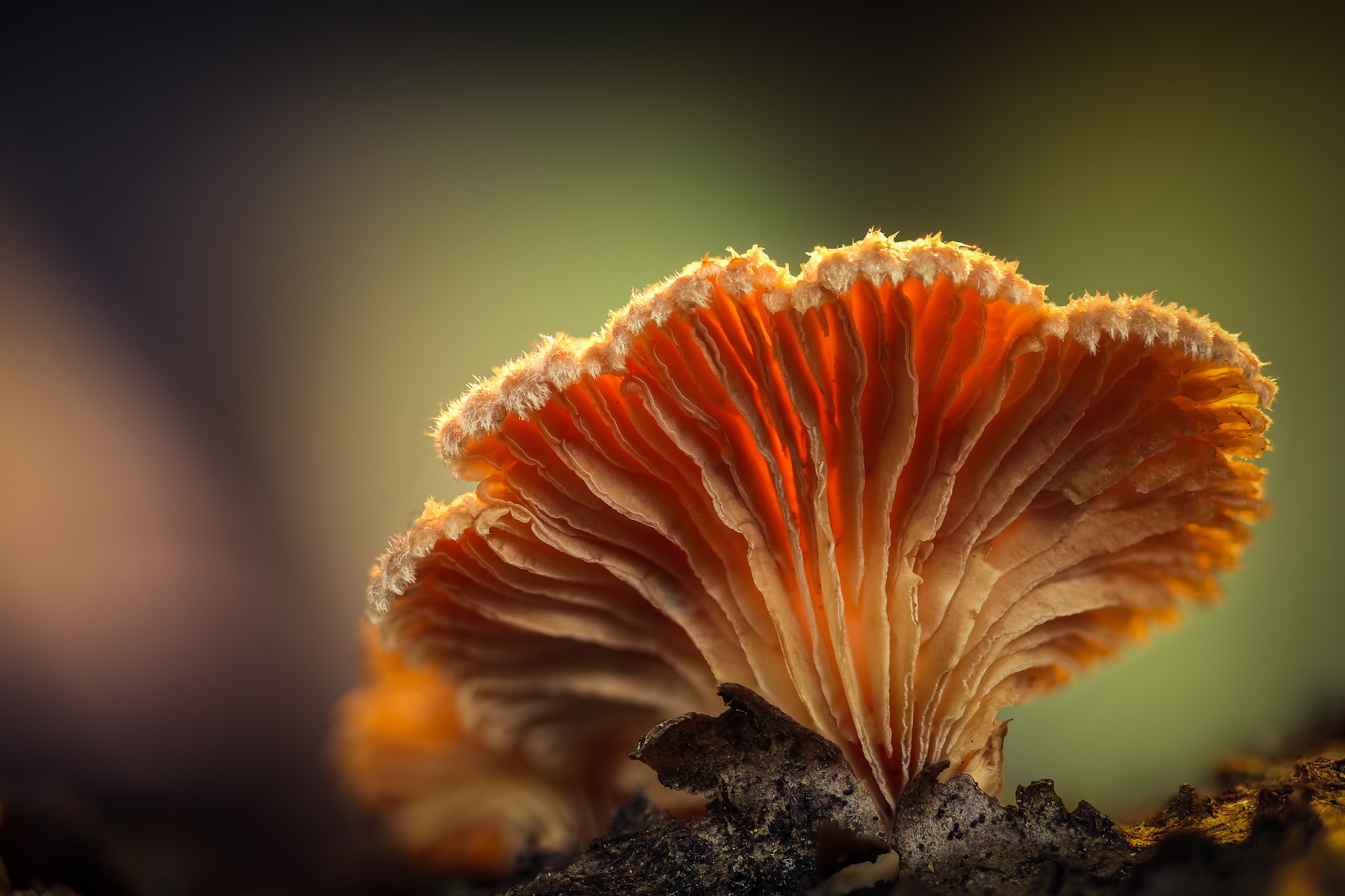 Macro Mushroom Nature 2048x1365