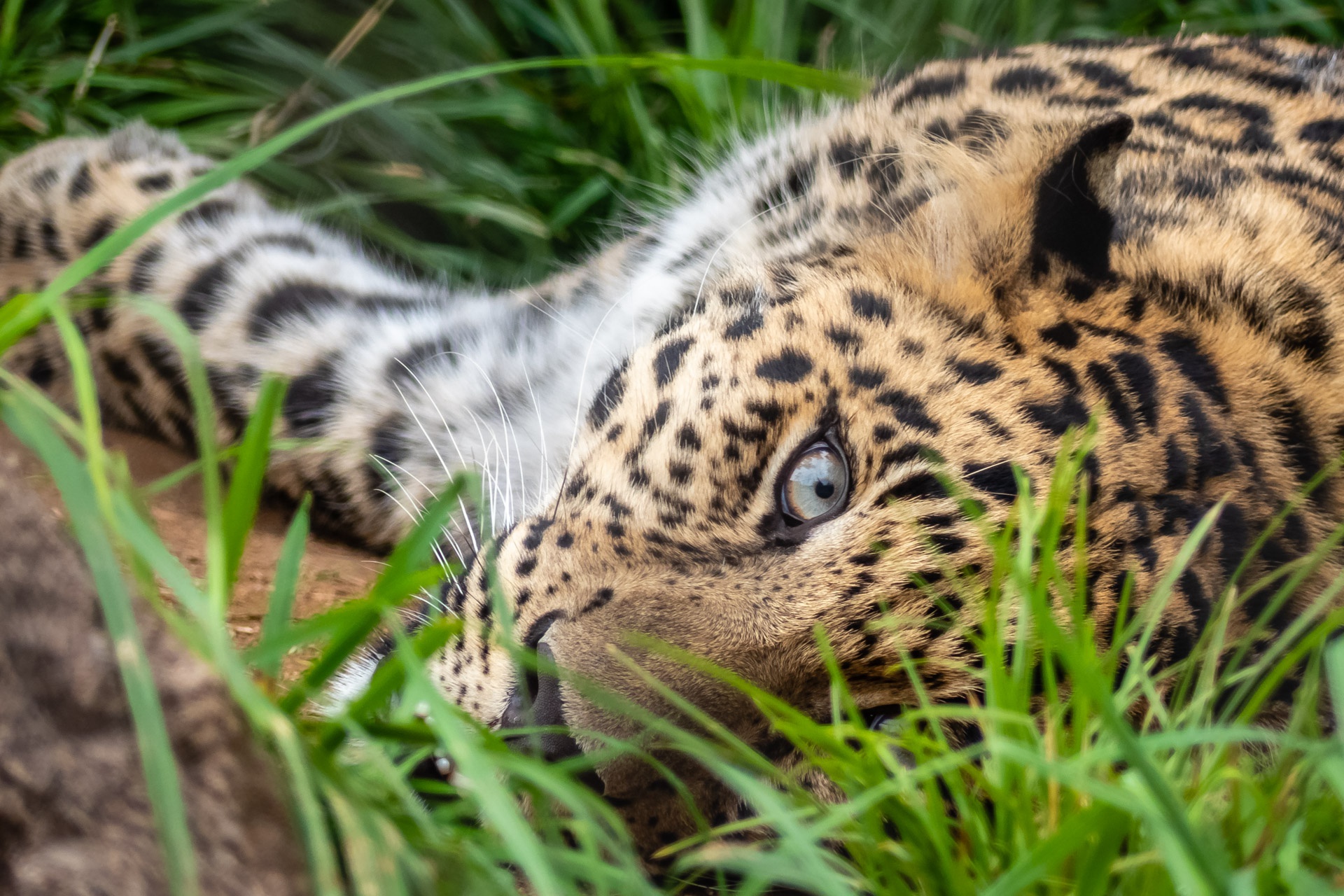 Big Cat Leopard Stare Wildlife Predator Animal 1920x1280