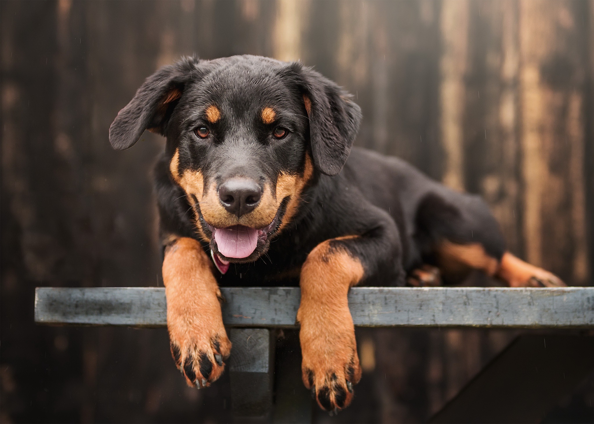 Baby Animal Dog Pet Puppy Rottweiler 2048x1463