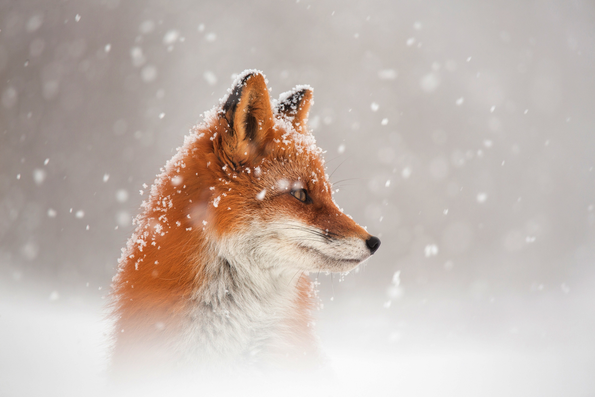 Fox Snowfall Wildlife 2500x1667