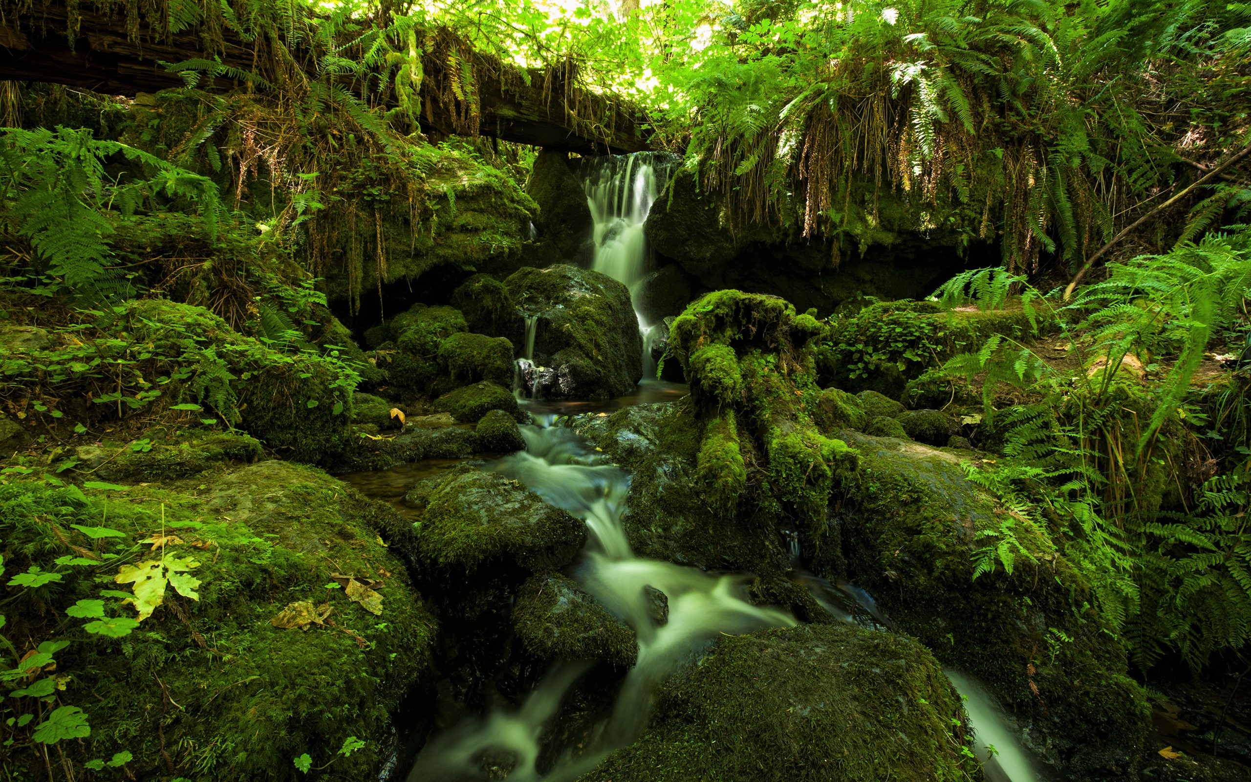 Earth Greenery Jungle Rock Stream Waterfall 2560x1600