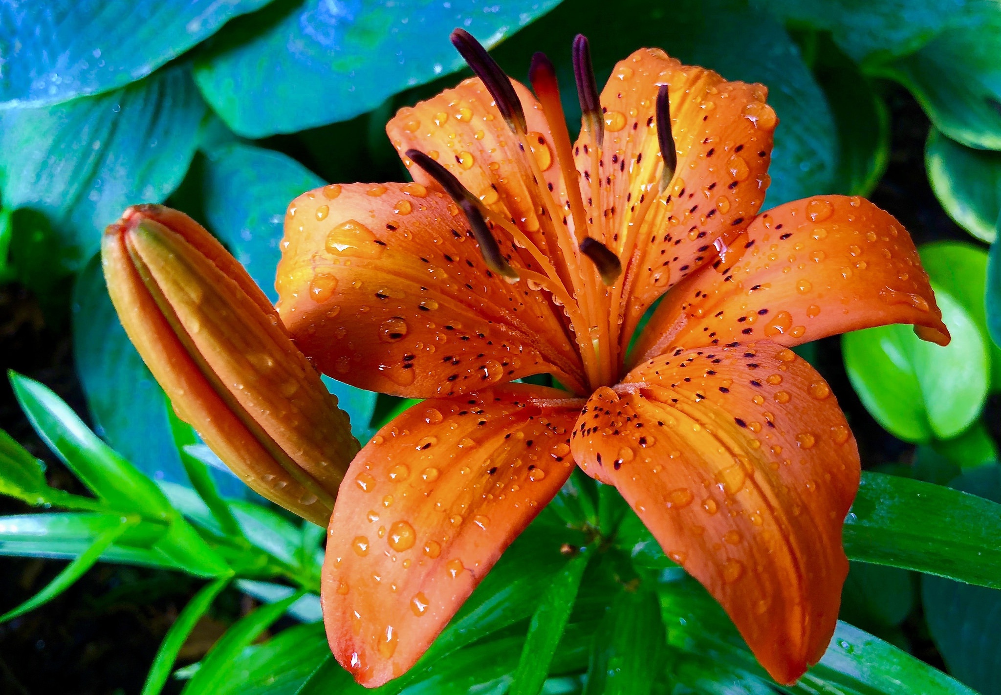 Flower Lily Macro Nature Orange Flower 2048x1422
