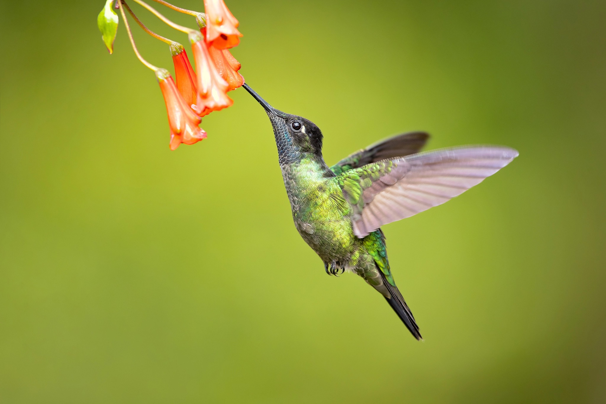 Bird Flower Hummingbird Wildlife 2048x1365