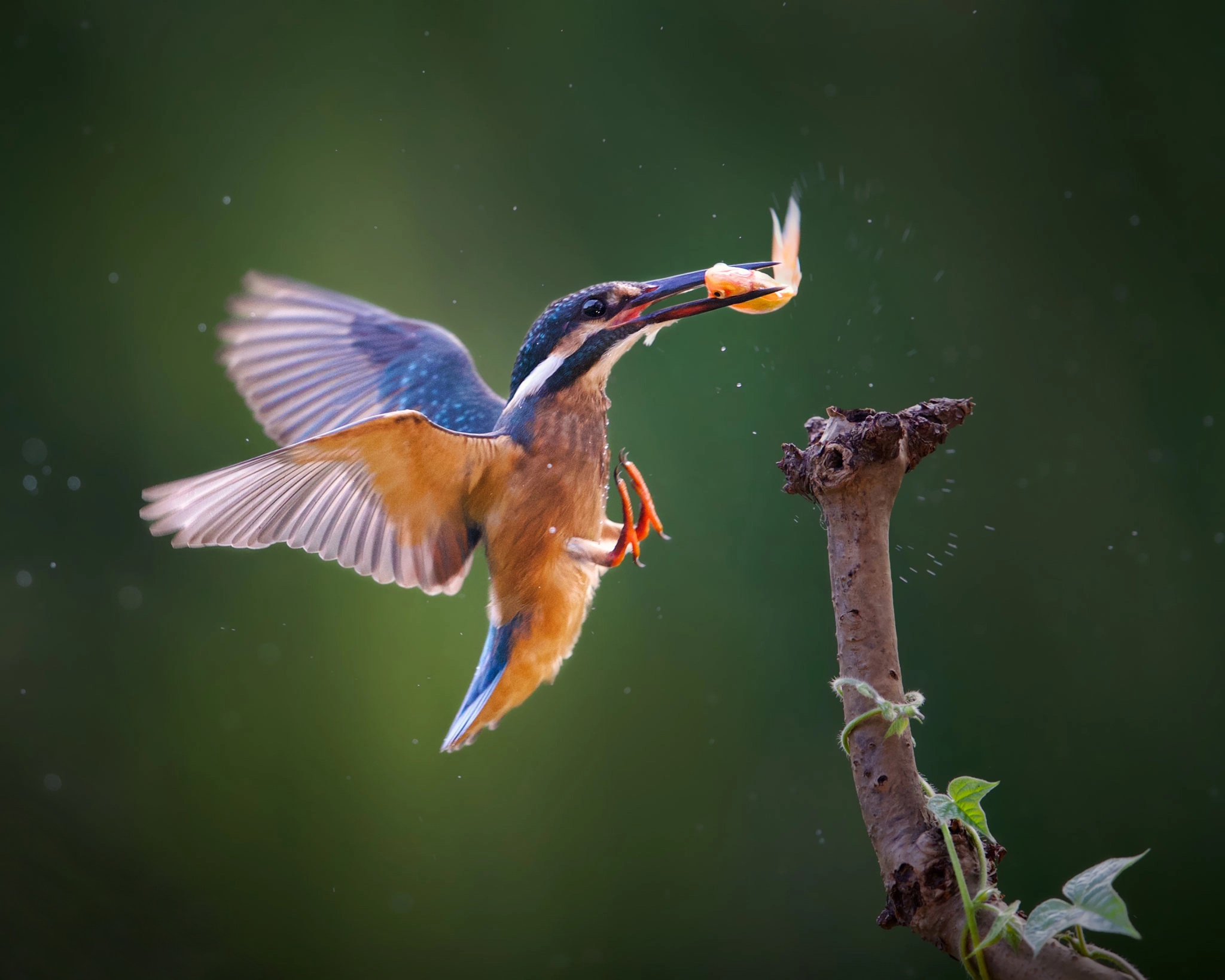 Bird Kingfisher Wildlife 2048x1638