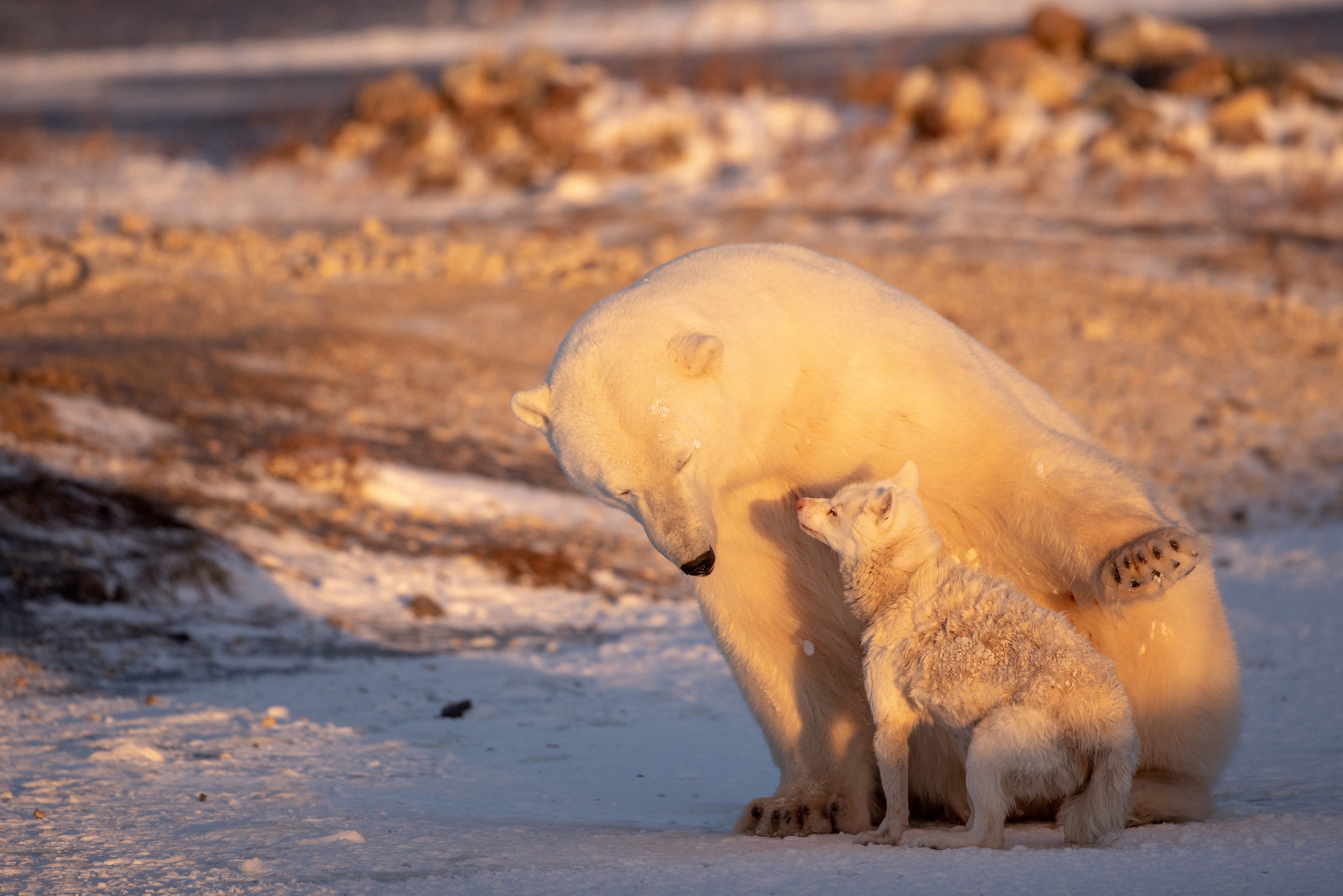 Fox Polar Bear Wildlife Predator Animal 2500x1667