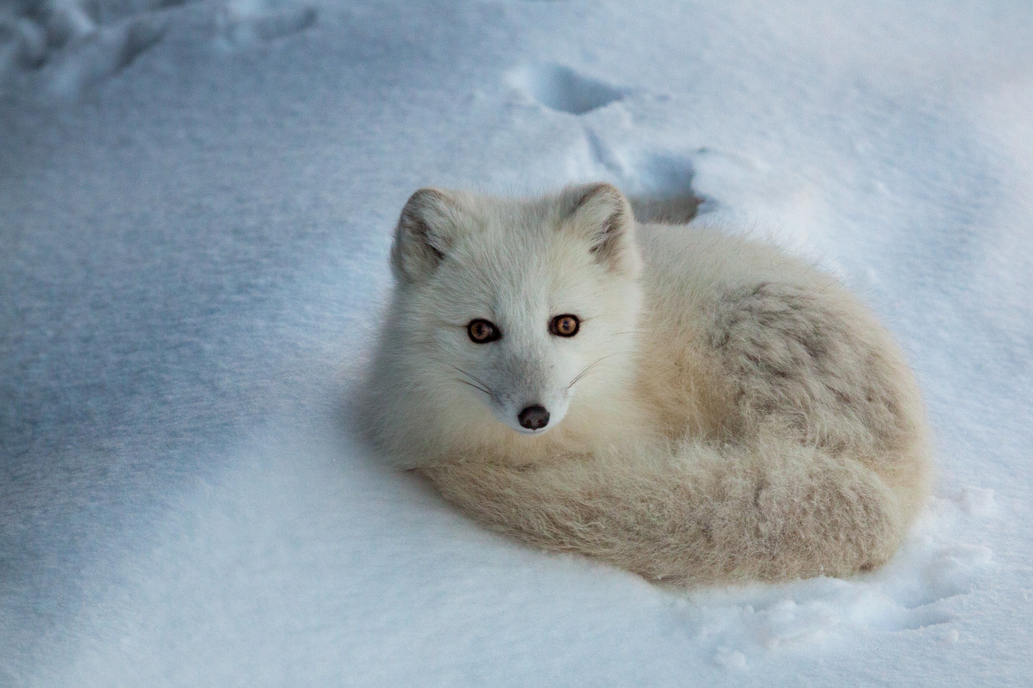 Arctic Fox Snow Wildlife 2047x1365