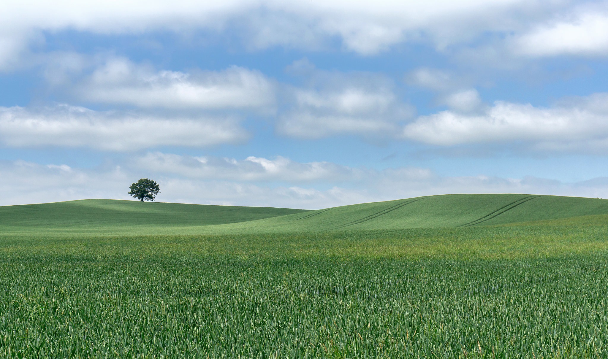 Cloud Field Hill Landscape Lonely Tree Nature Summer Tree 2048x1210