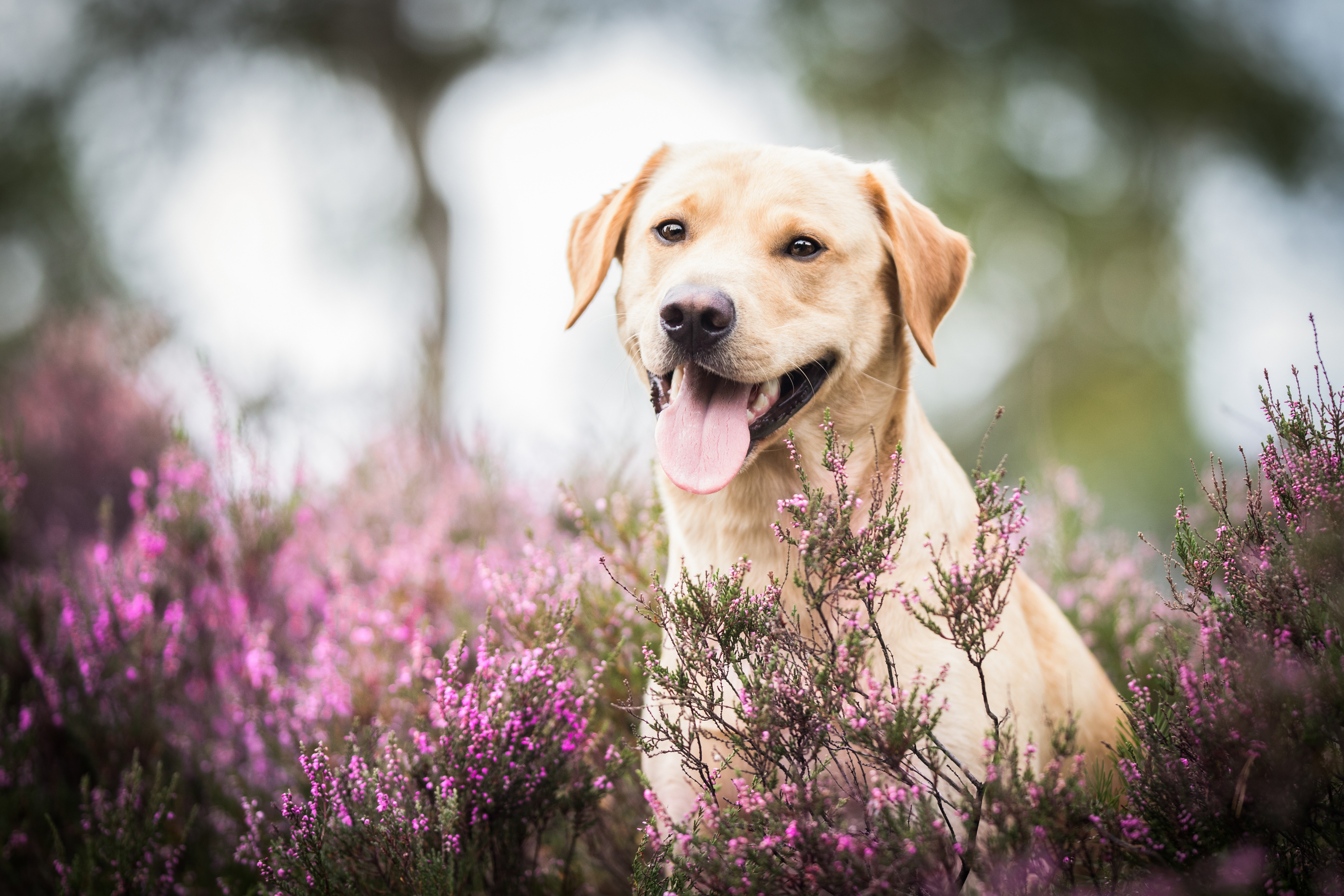 Dog Labrador Retriever Lavender Pet 5472x3648