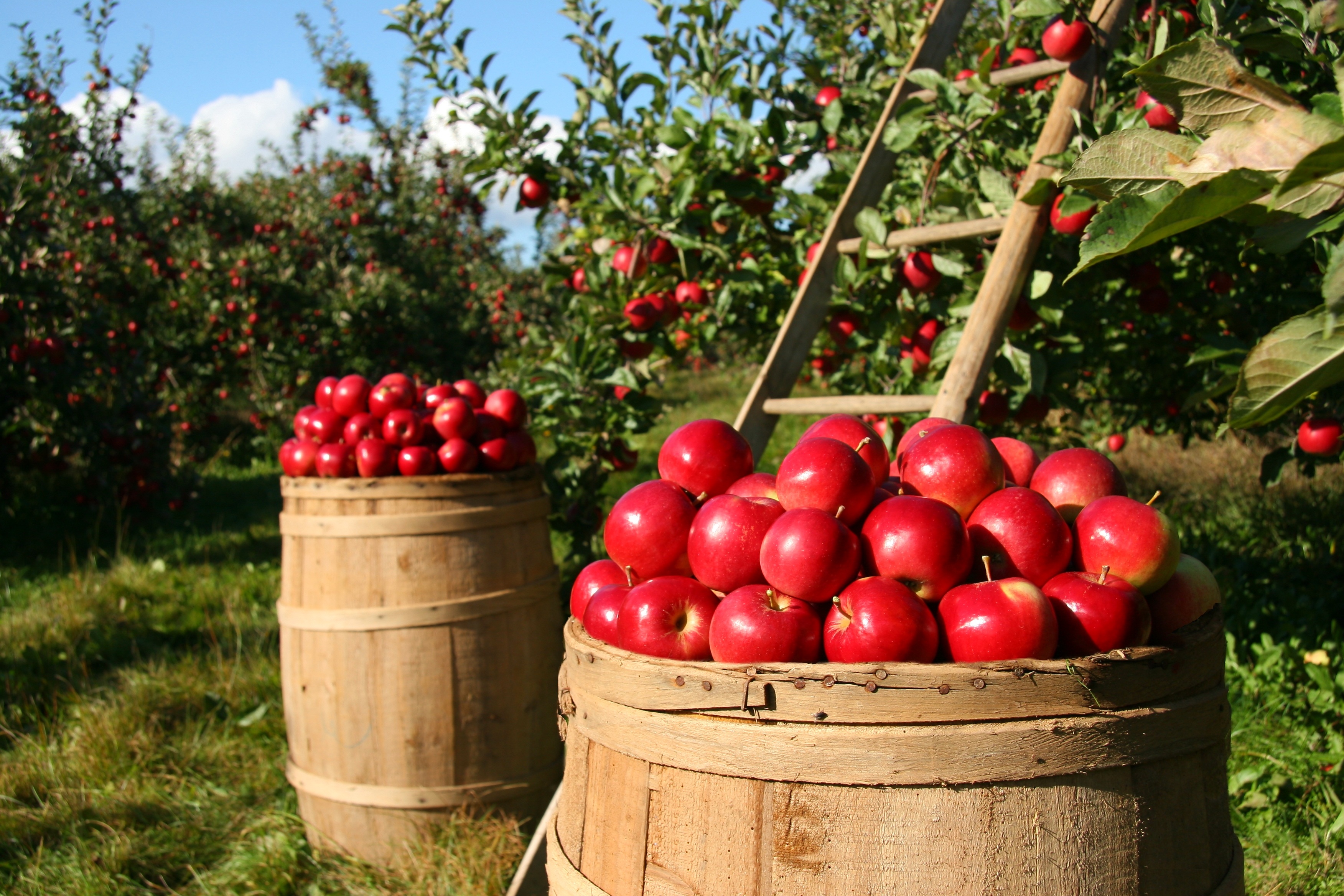 Apple Depth Of Field Fruit 3504x2336