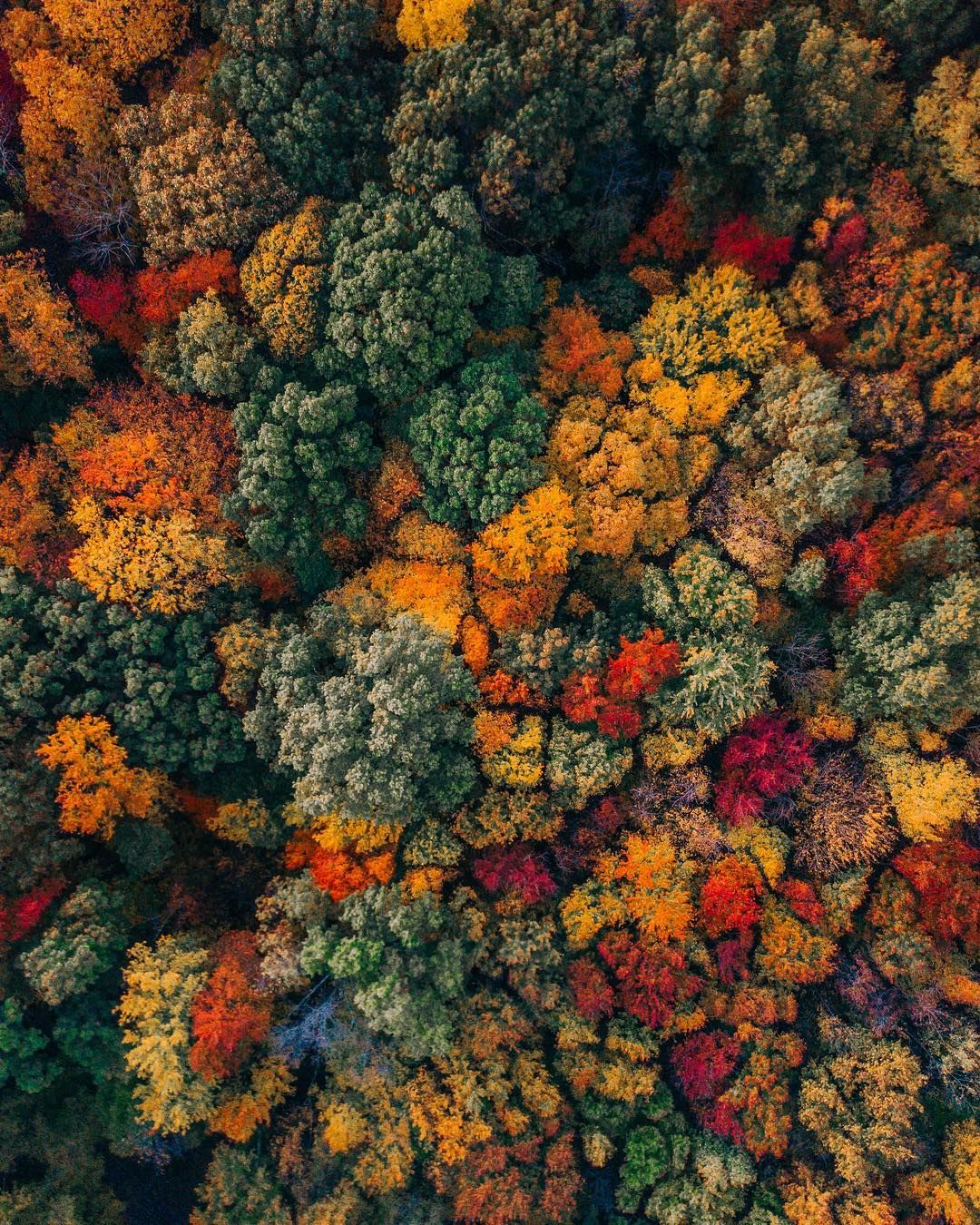 Nature Fall Leaves Trees Drone Photo Birds Eye View Colorful Forest Portrait Display 1080x1350