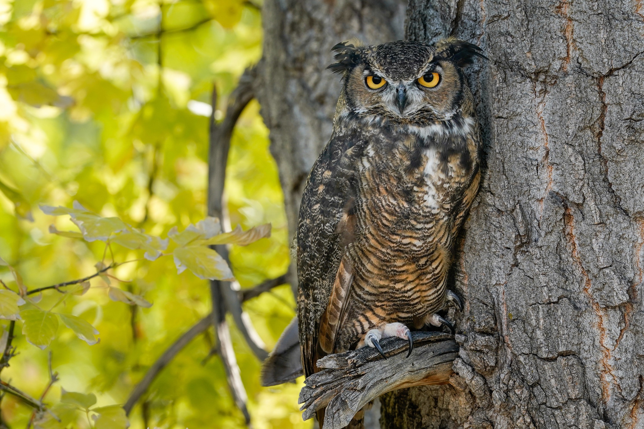 Bird Owl Wildlife 2048x1365