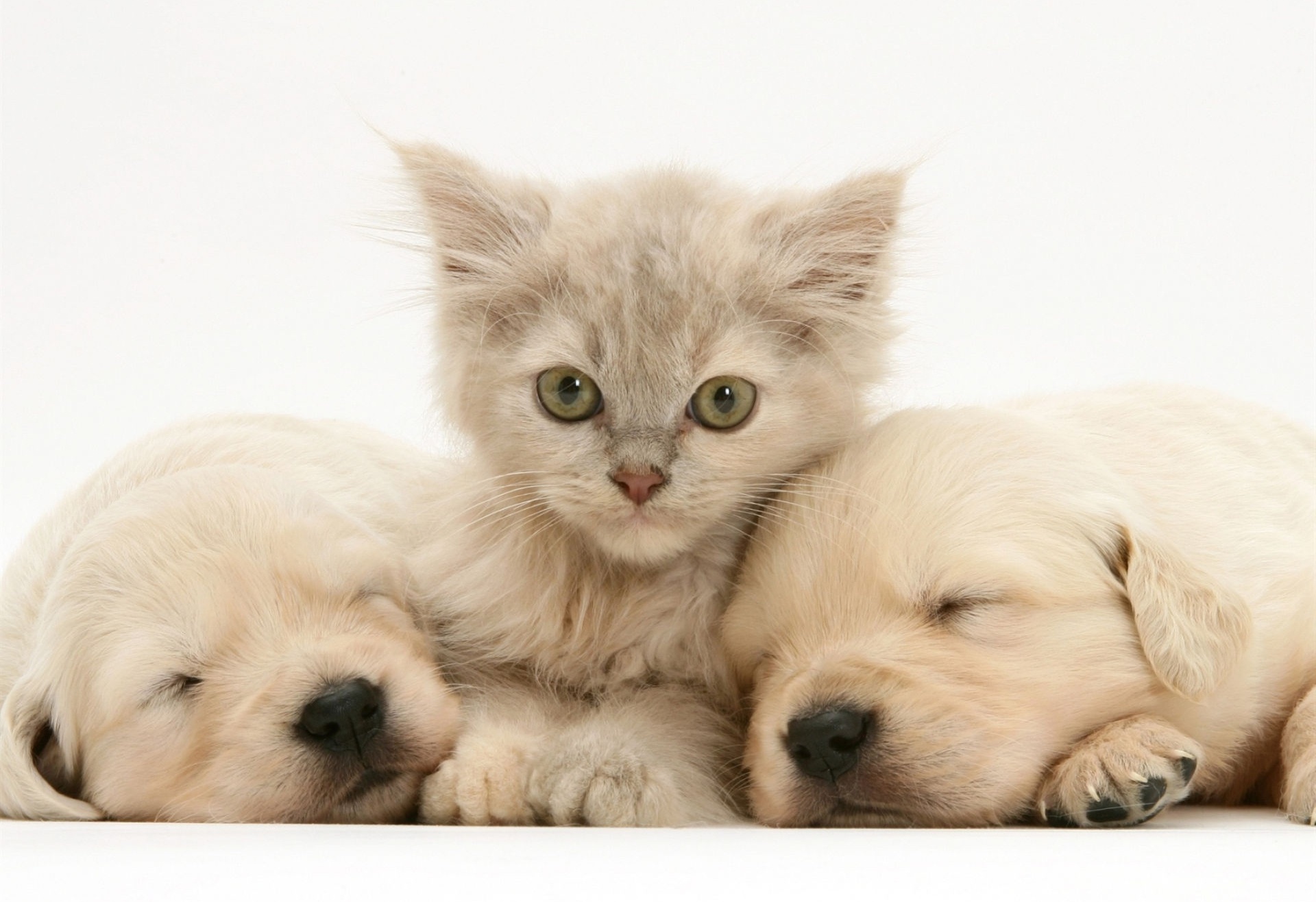 Baby Animal Cat Kitten Labrador Pet Puppy 1920x1316