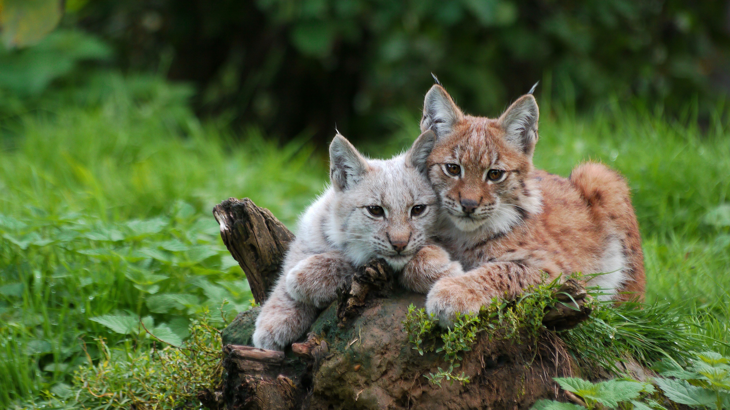 Big Cat Lynx Wildlife Predator Animal 2560x1440