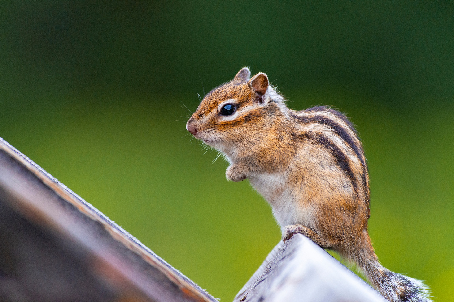 Chipmunk Pet Rodent Wildlife 1920x1281