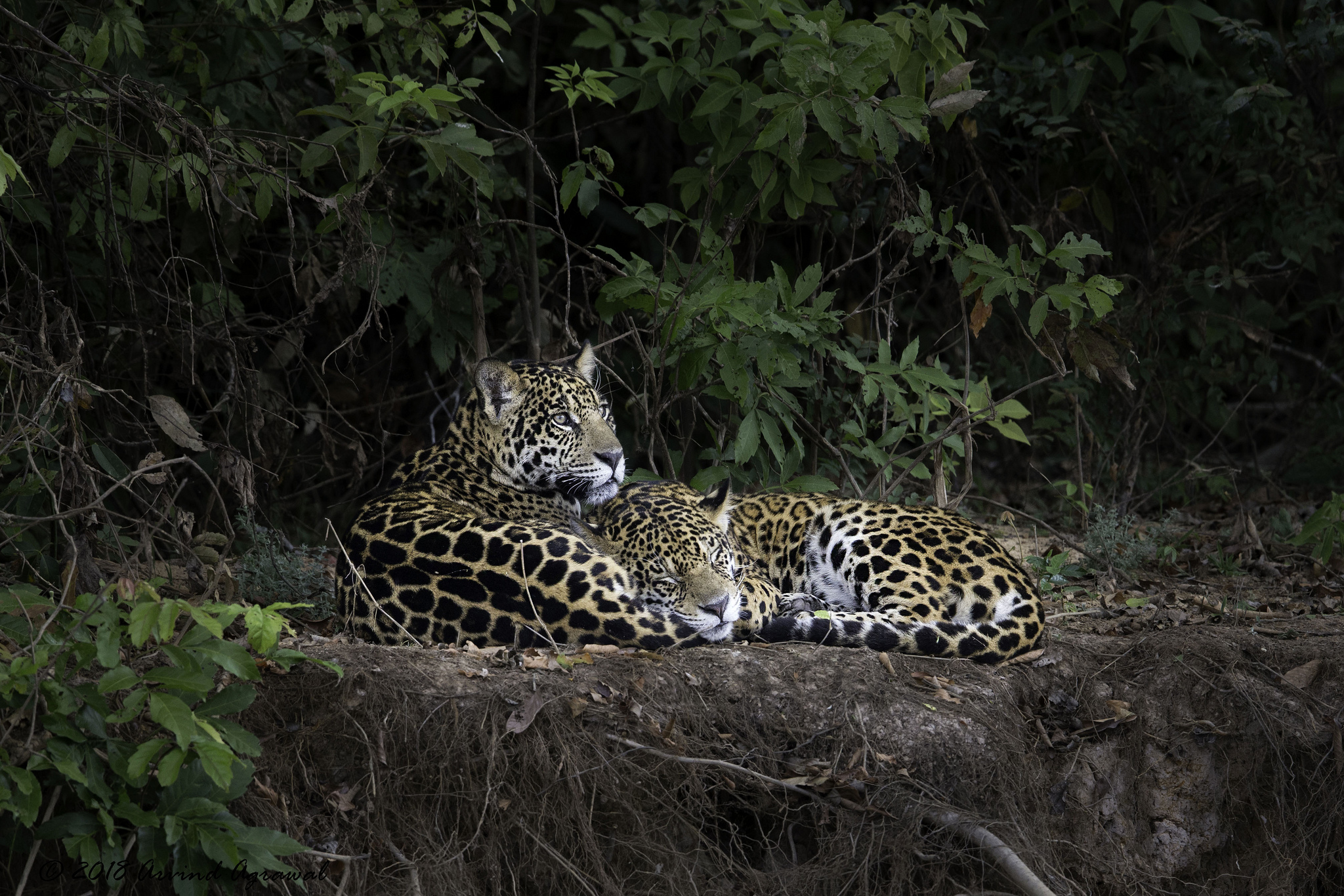 Big Cat Jaguar Love Wildlife 2048x1366