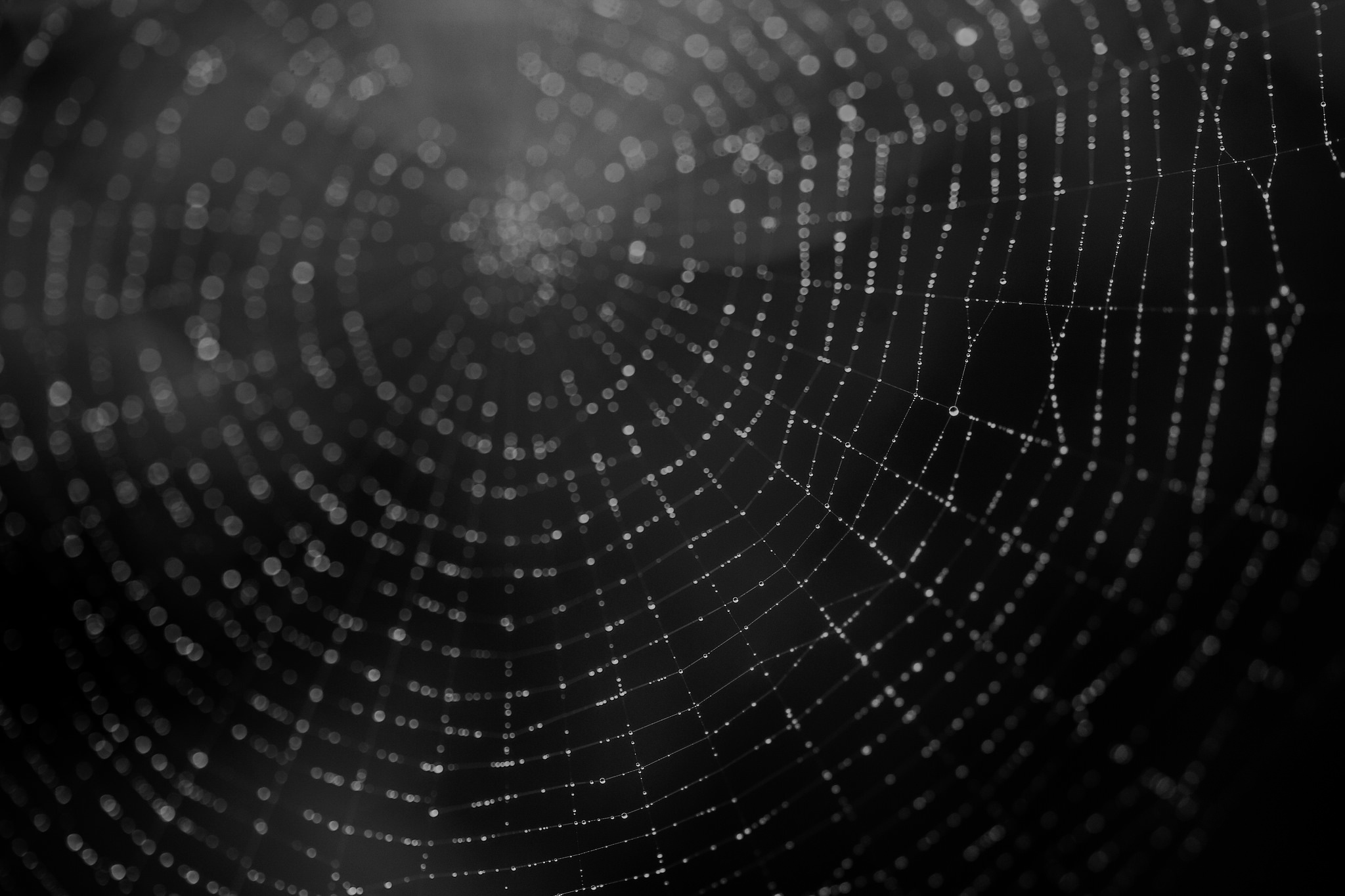 Black Amp White Macro Spider Web 2048x1365