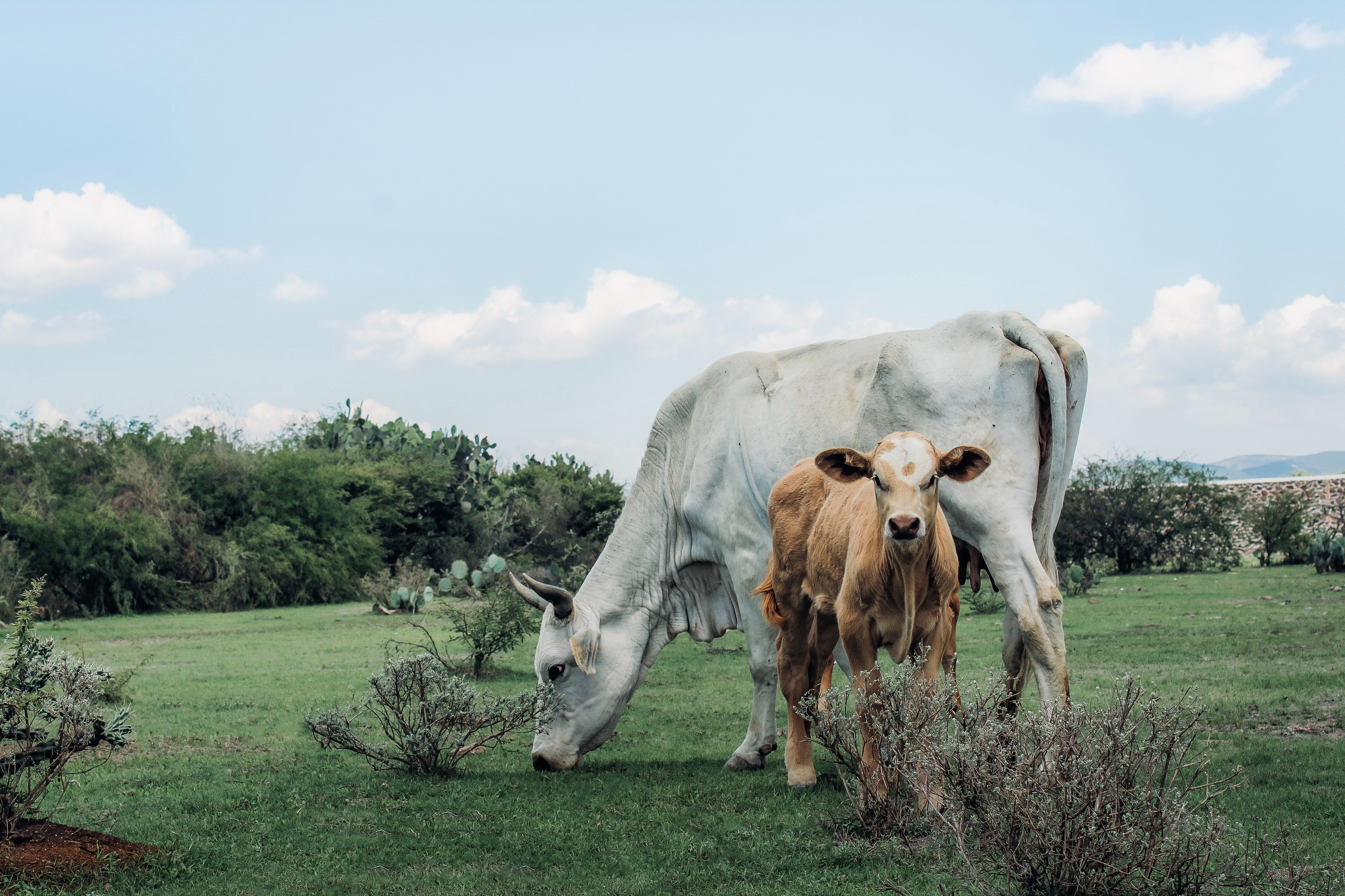 Baby Animal Calf Cow 4897x3265