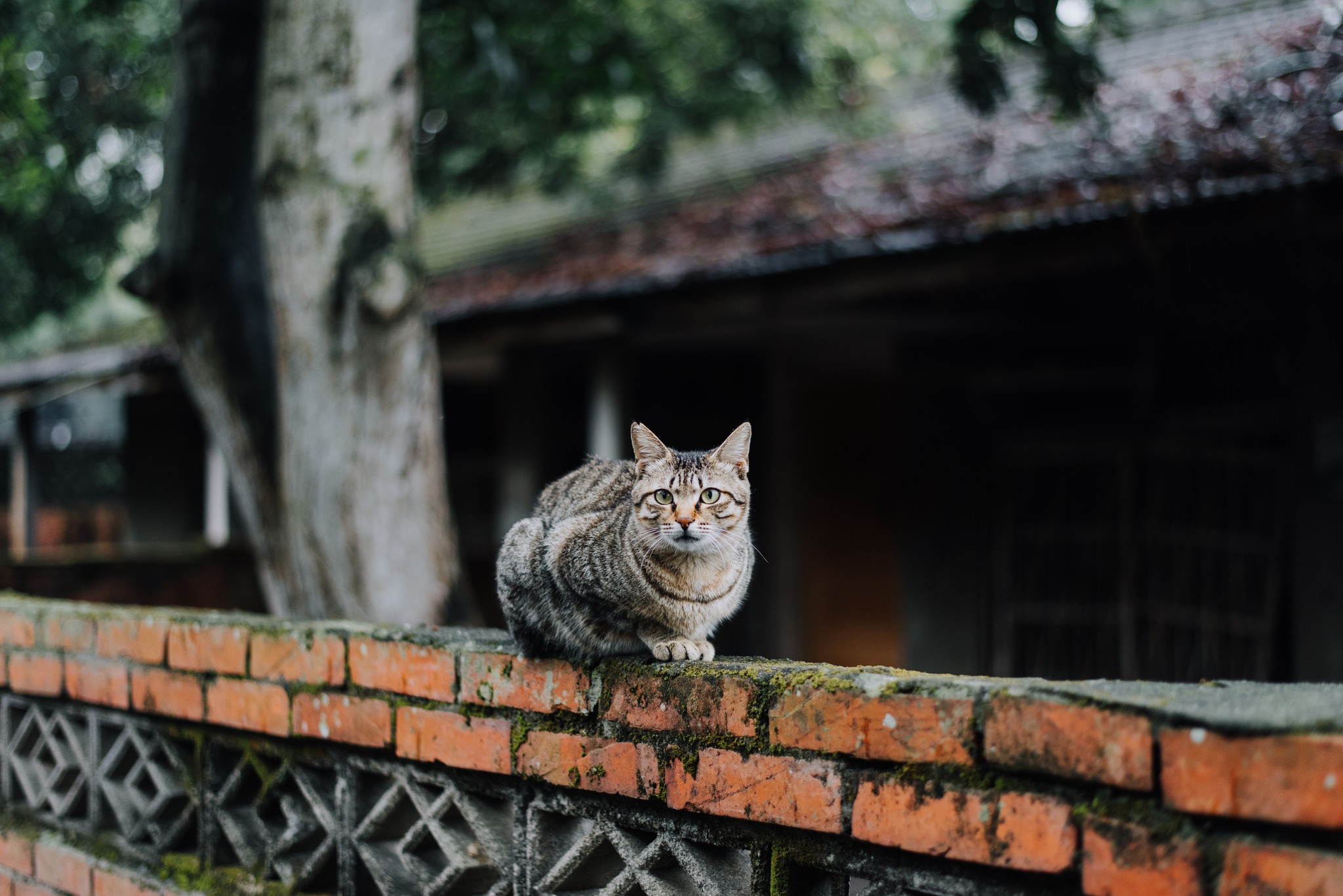 Brick Cat Depth Of Field Pet Stare 2048x1367