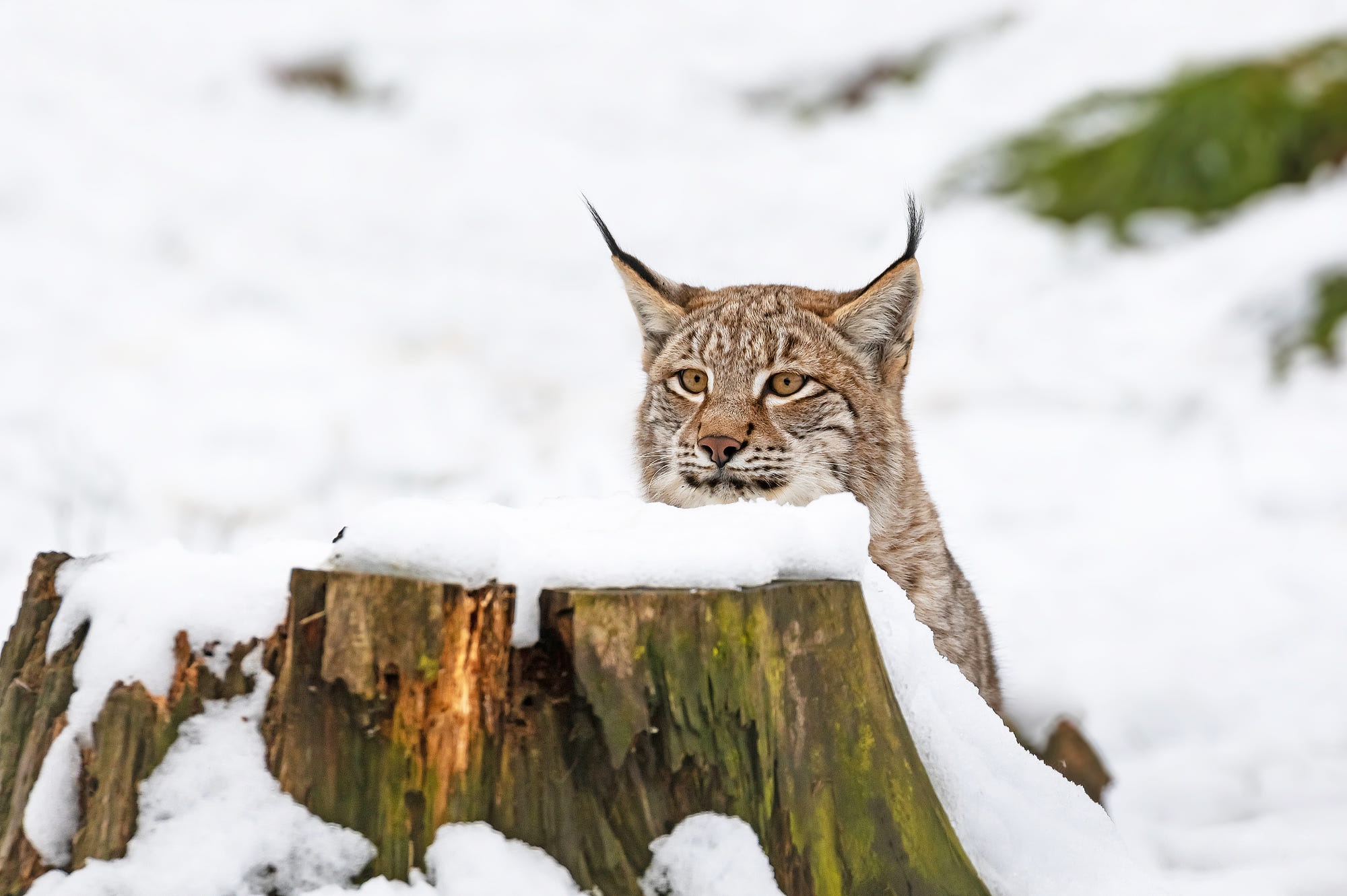 Big Cat Lynx Snow Wildlife Predator Animal 2000x1331
