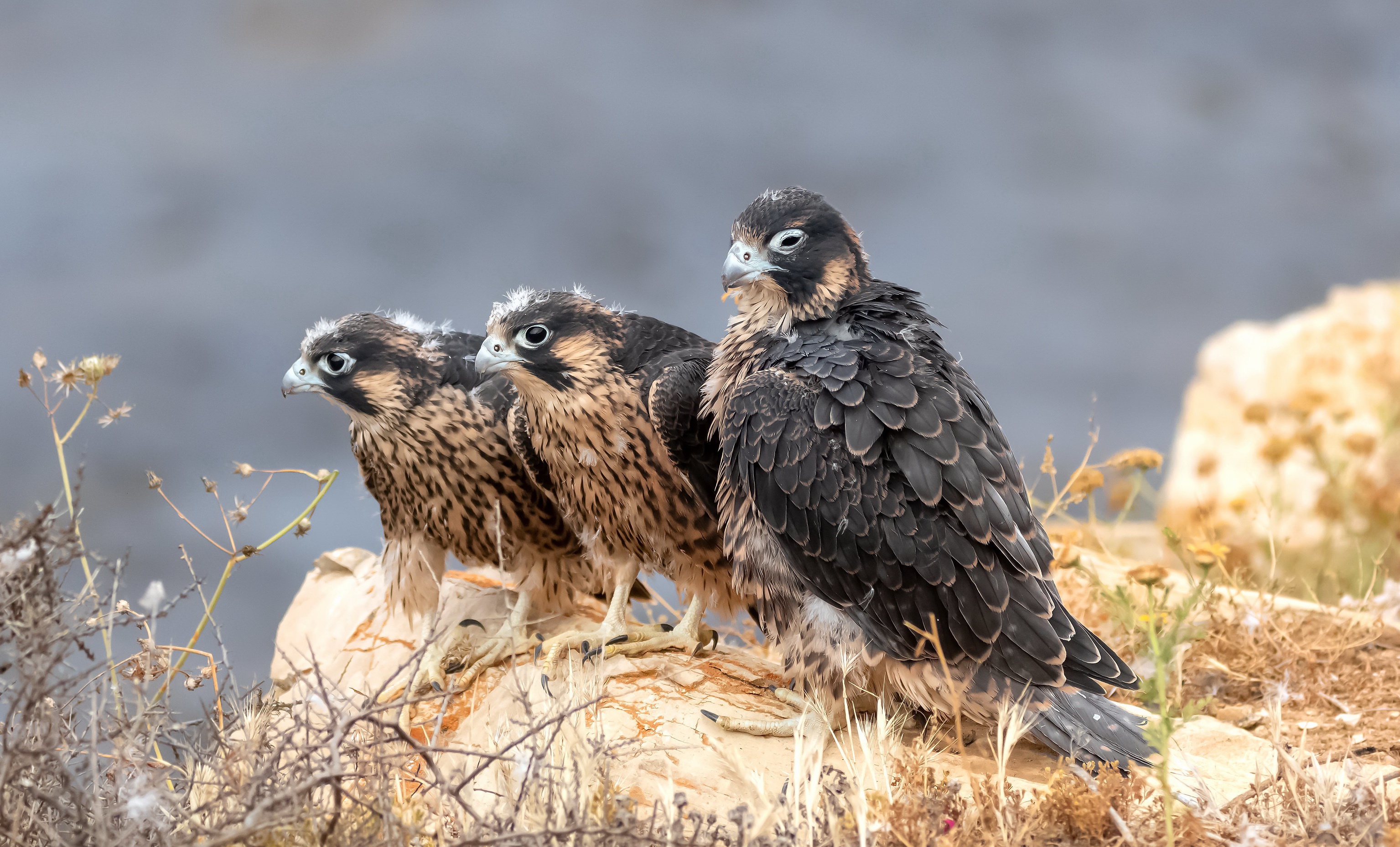 Animal Peregrine Falcon 3070x1858