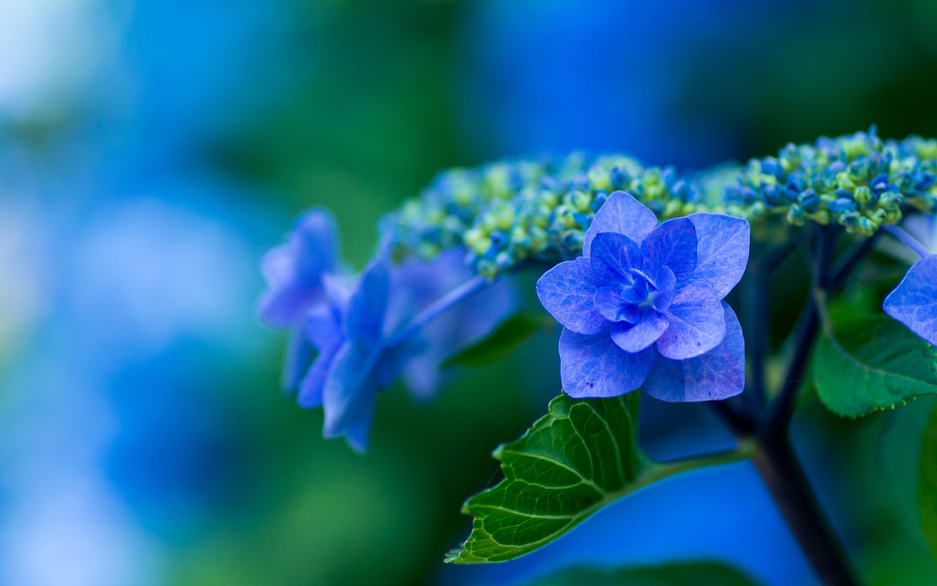 Blue Flower Flower Hydrangea 1920x1200