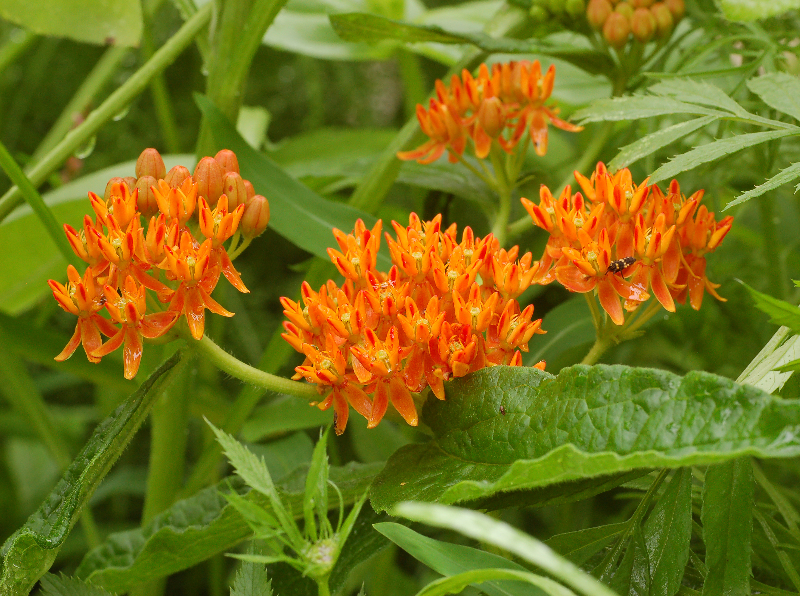 Butterfly Weed Flower 2684x2000