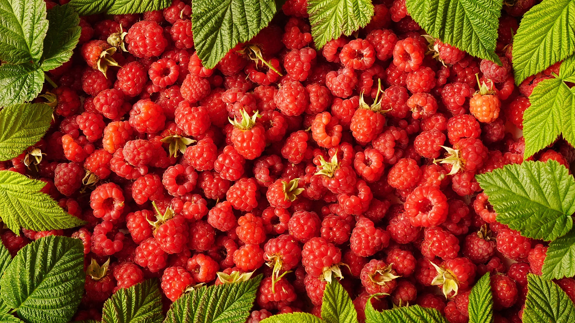 Berry Fruit Raspberry 2000x1125