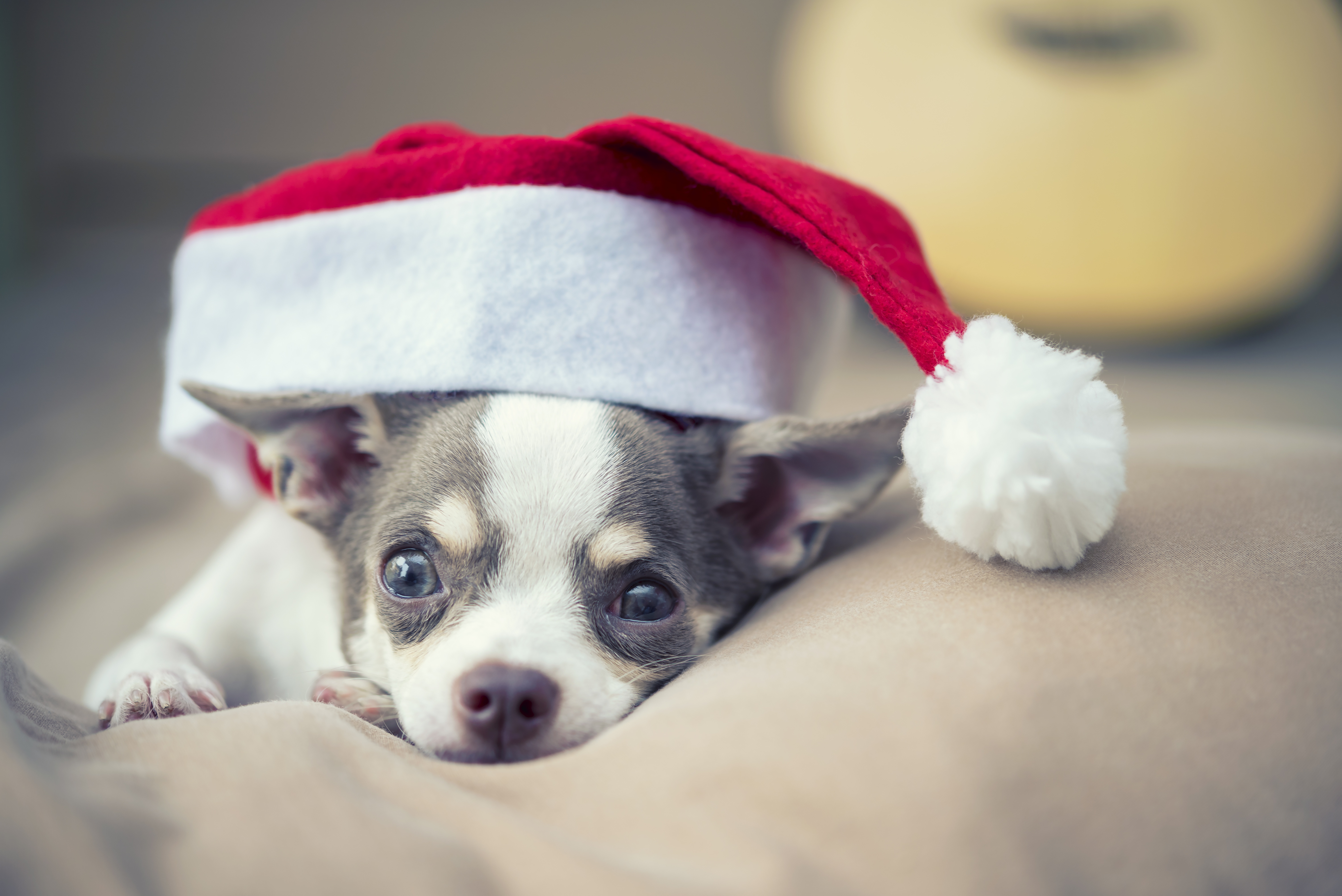 Chihuahua Dog Pet Santa Hat 6016x4016