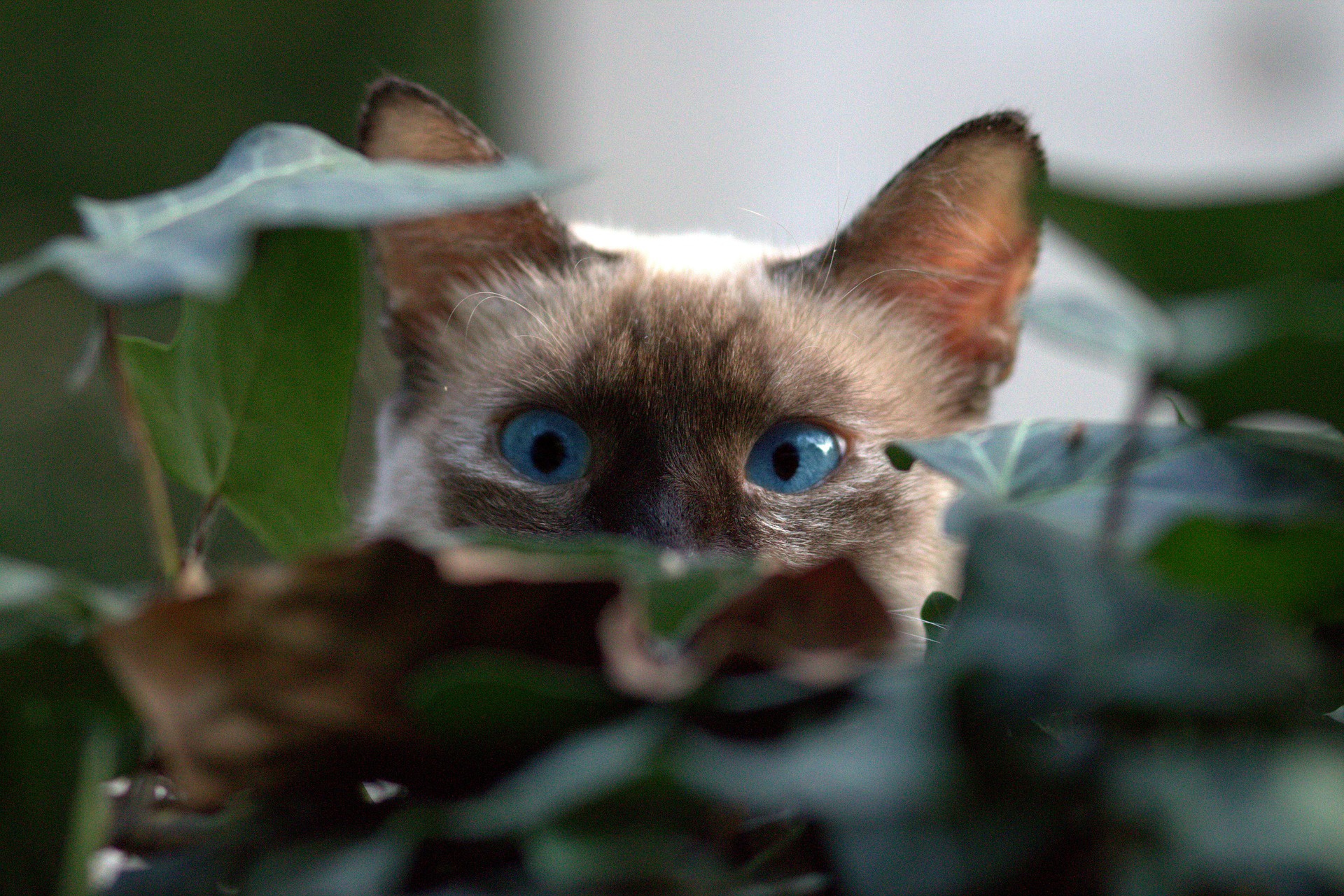 Blue Eyes Cat Pet Stare 1920x1281