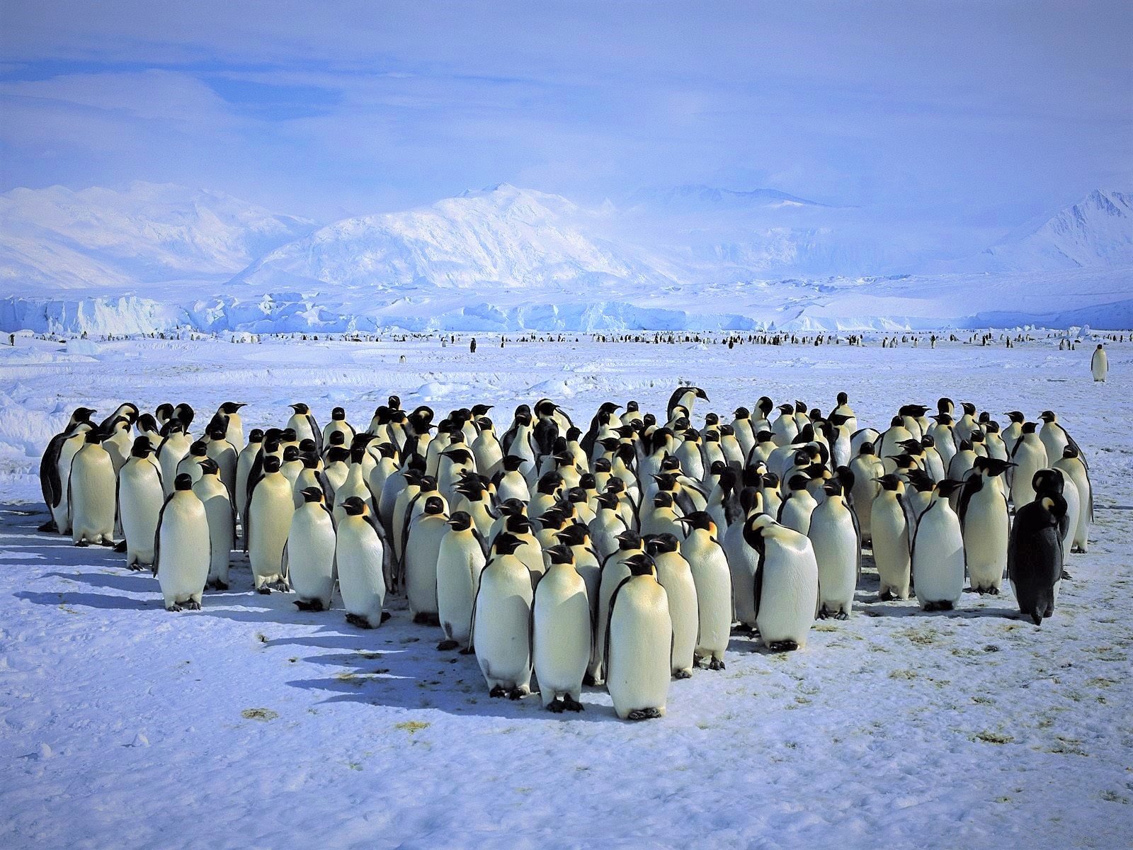 Animal Antarctica Ice King Penguin Mountain Penguin Snow 1600x1200