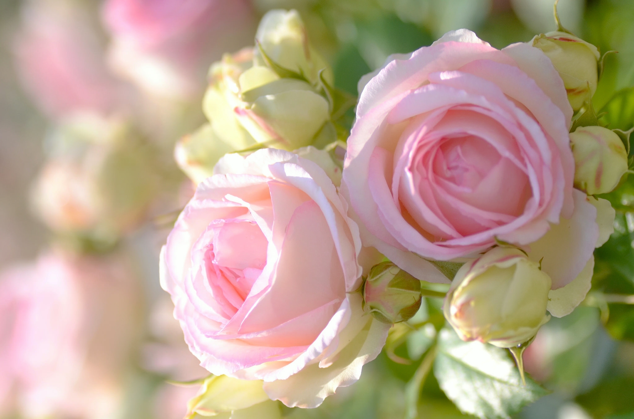 Bud Flower Petal Pink Rose Rose 2048x1356