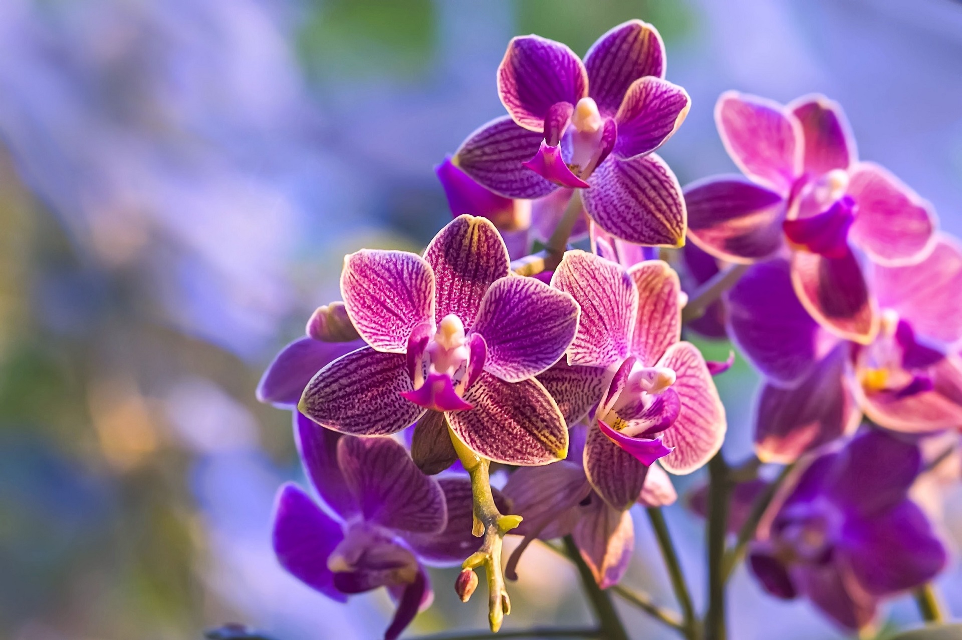 Orchid 1920x1278