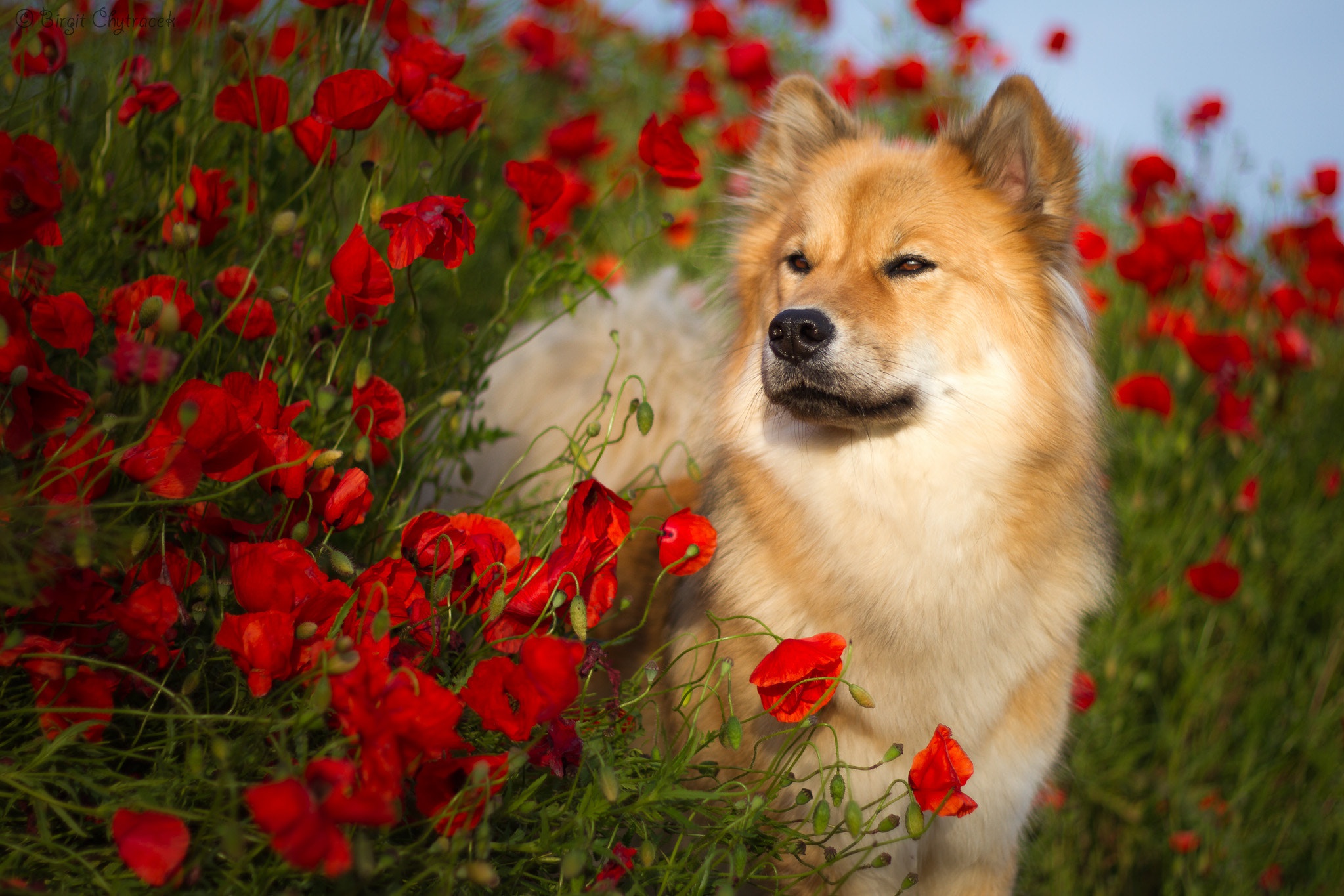 Dog Eurasier Flower Pet Poppy Red Flower Spitz Summer 2047x1365