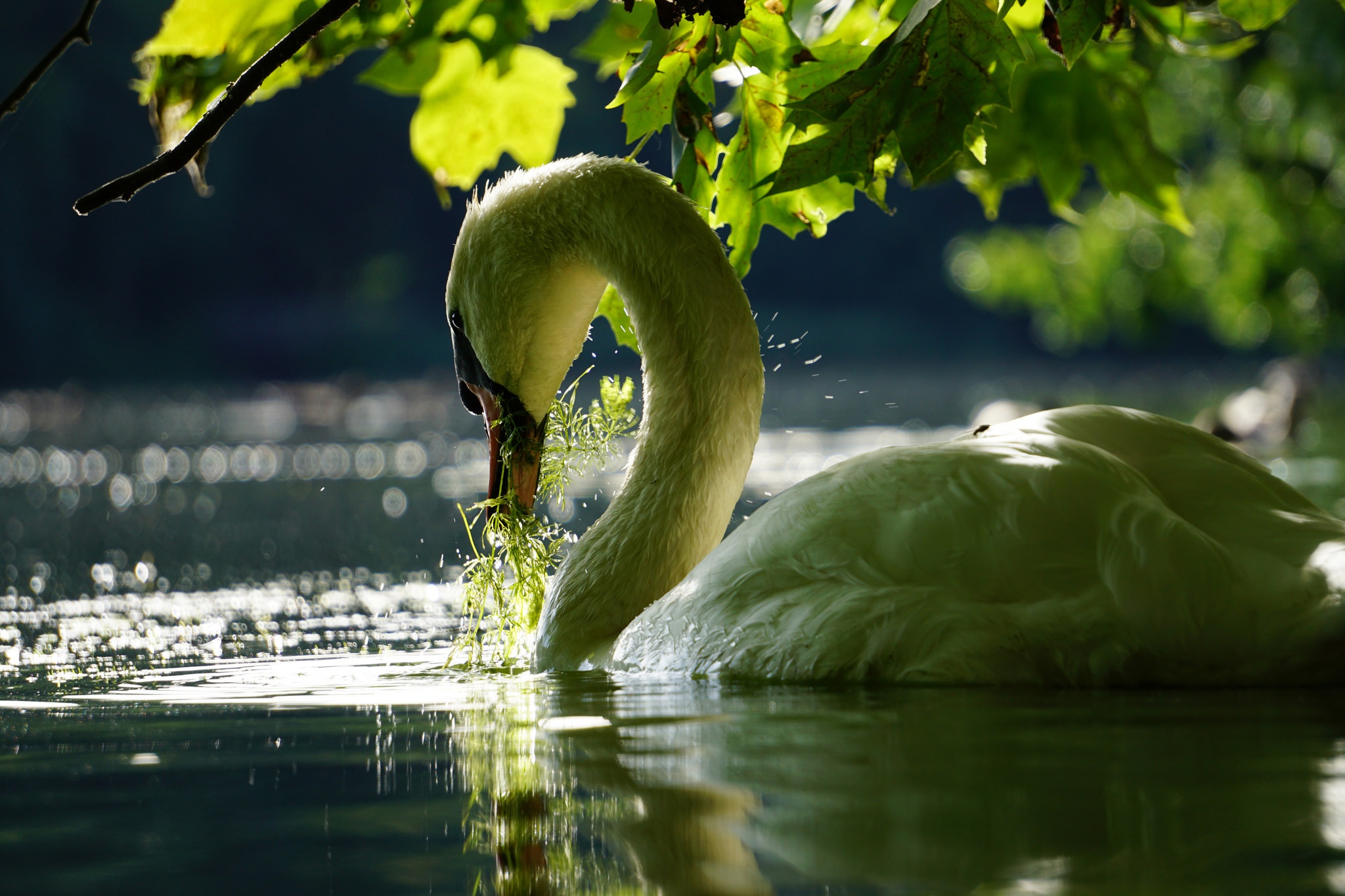 Bird Mute Swan Swan Wildlife 2048x1365