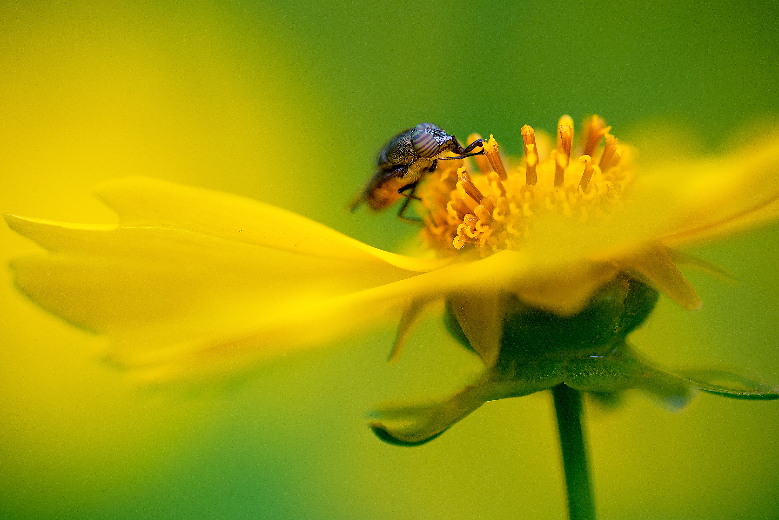 Yellow Bees Flowers Bug Minimalism 3000x2003