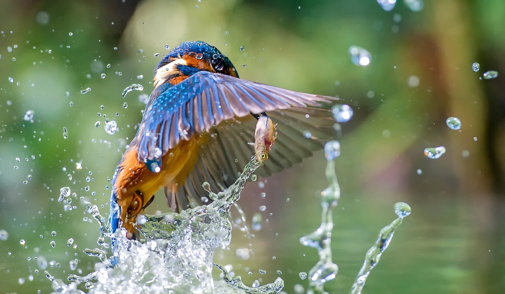 Bird Kingfisher Water Wildlife 2048x1195