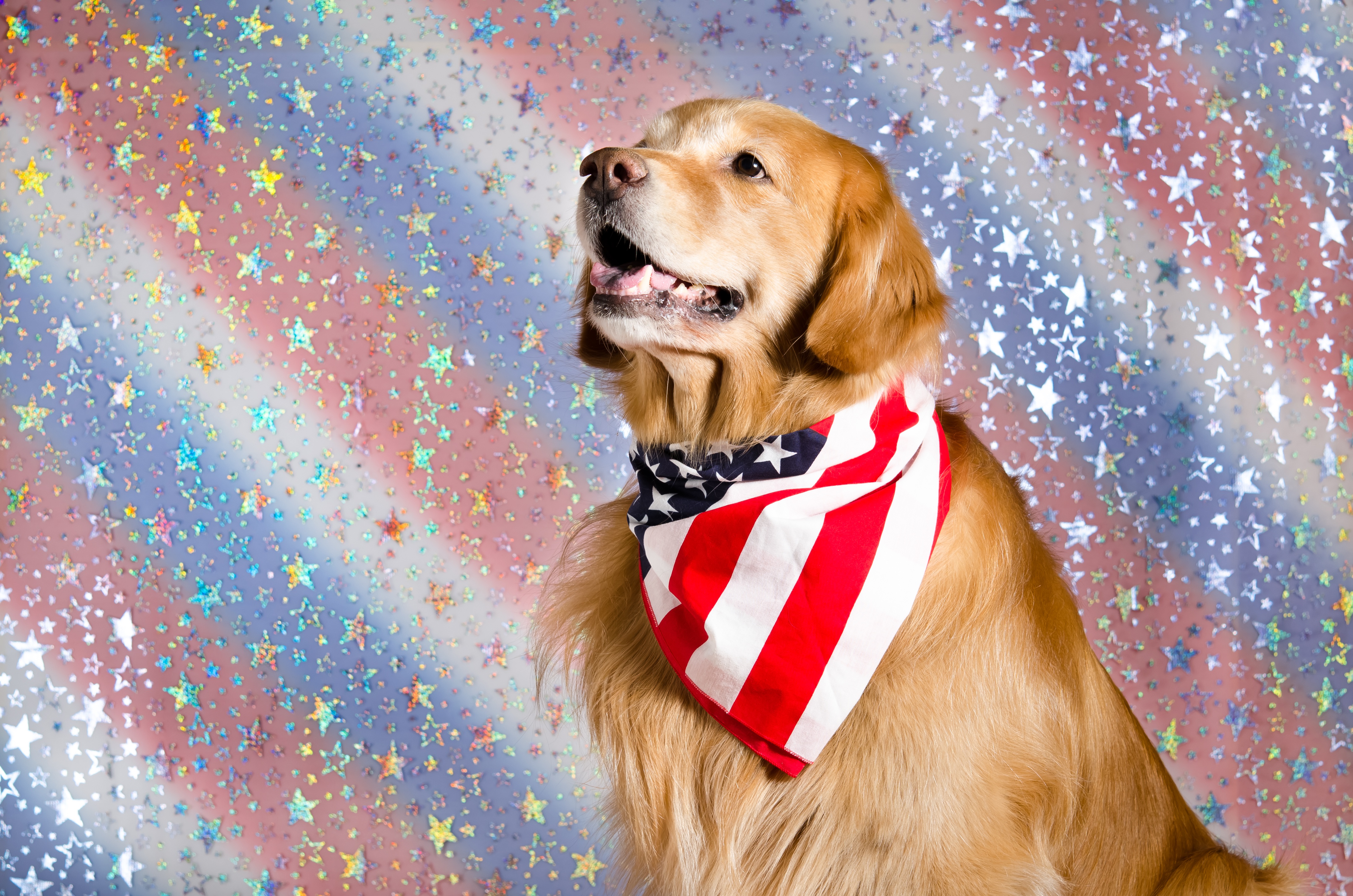 Dog Golden Retriever Pet Star 4375x2898