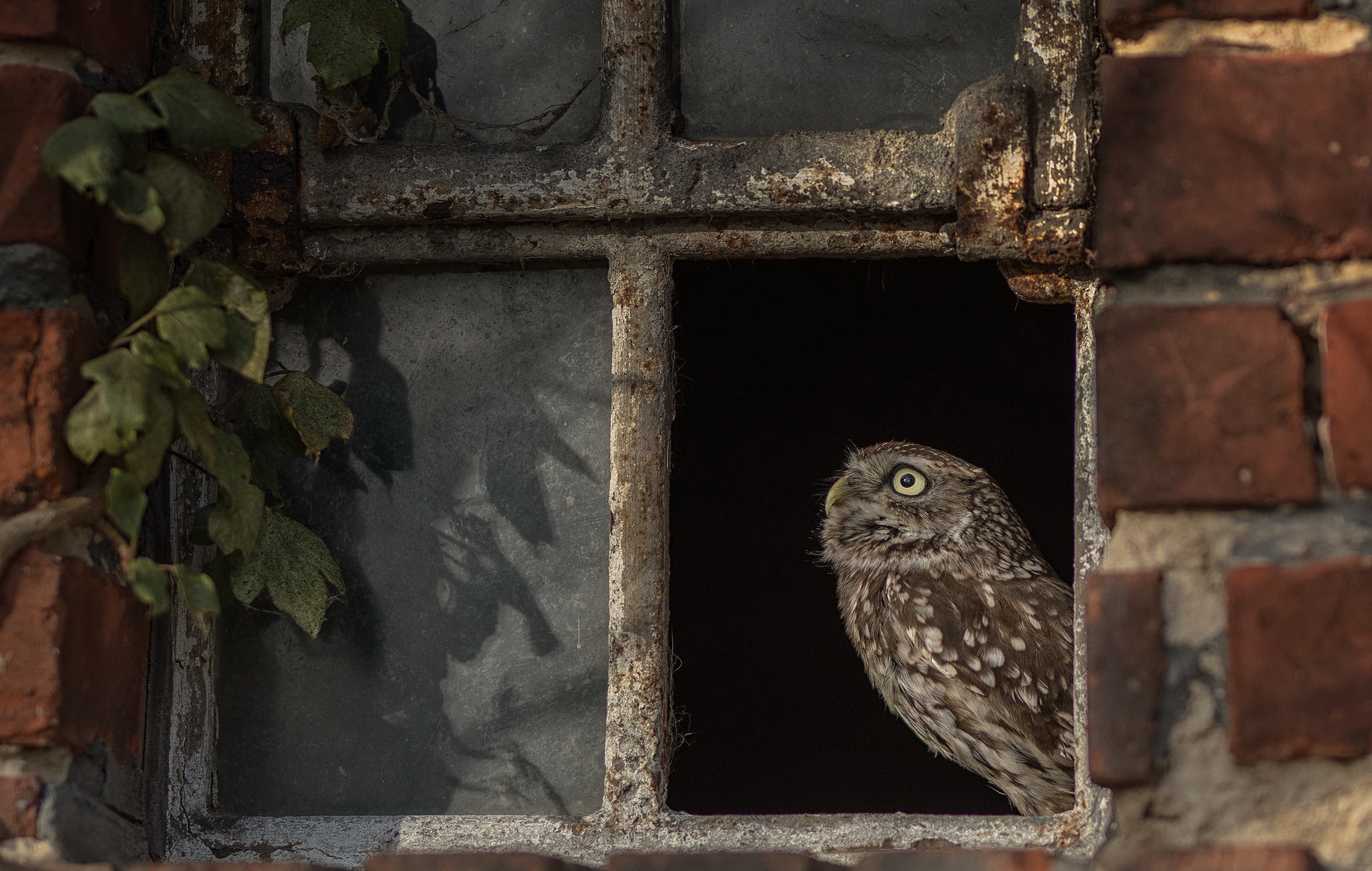 Bird Owl Wildlife 2048x1300