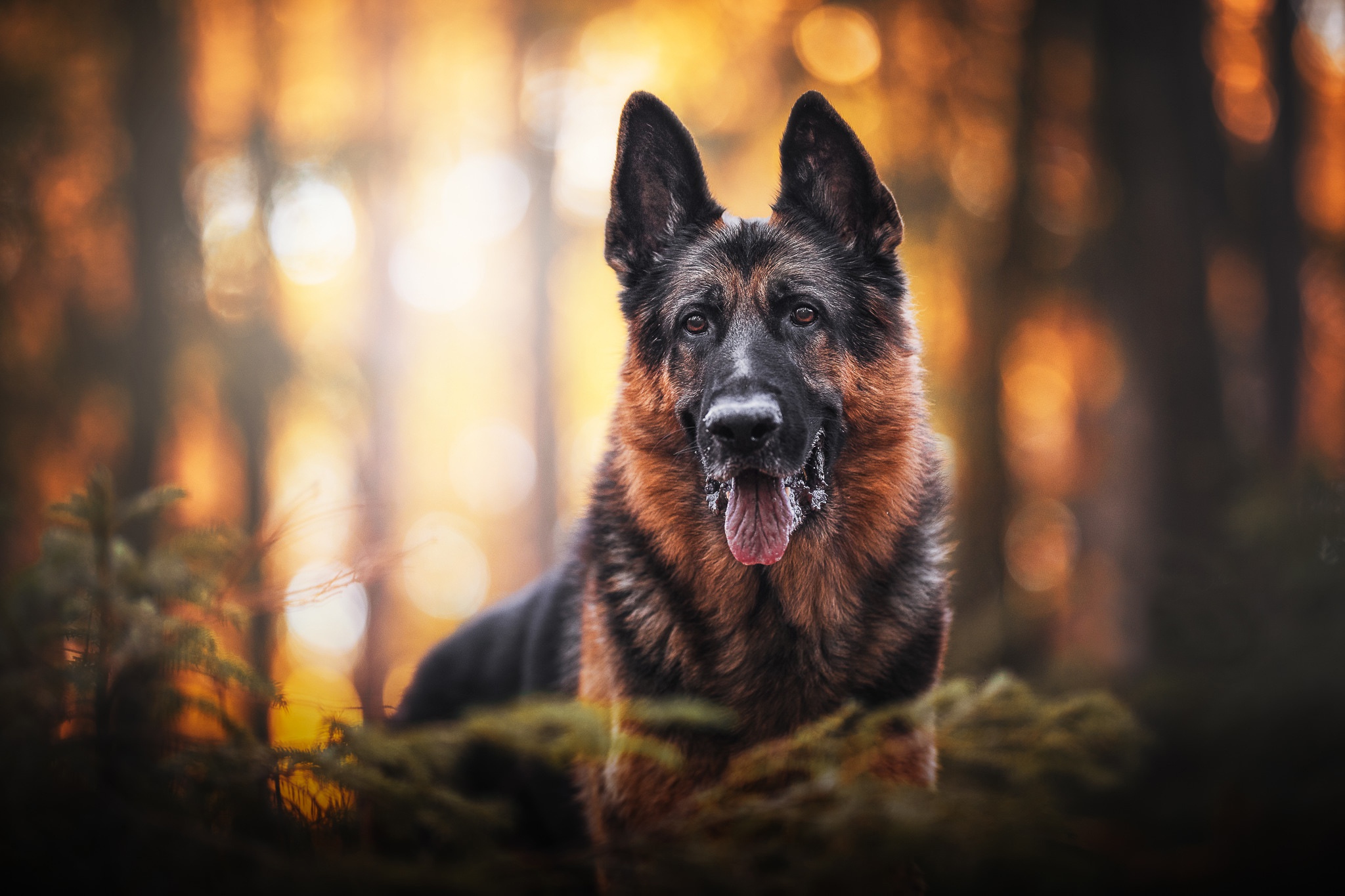 Bokeh Depth Of Field Dog German Shepherd Pet 2048x1365